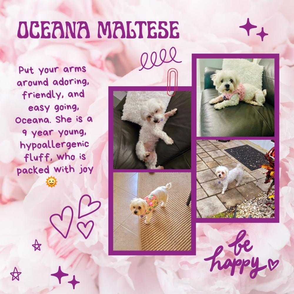 Oceana, a Adopted Maltese in Hollywood, FL image 3/4