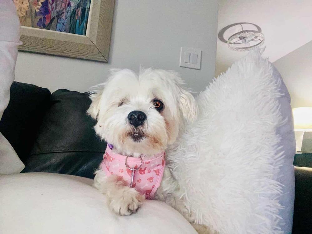 Oceana, a Adopted Maltese in Hollywood, FL image 4/4