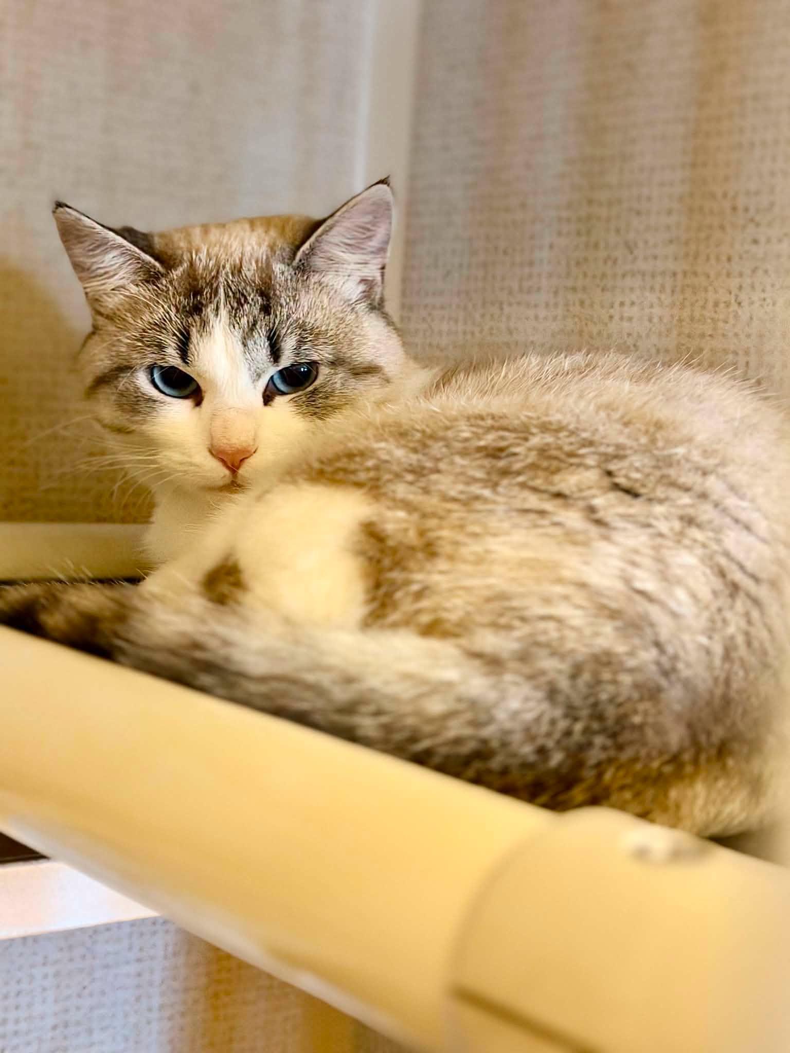 Sunday, ADOPTABLE, Adult Female Domestic Short Hair.