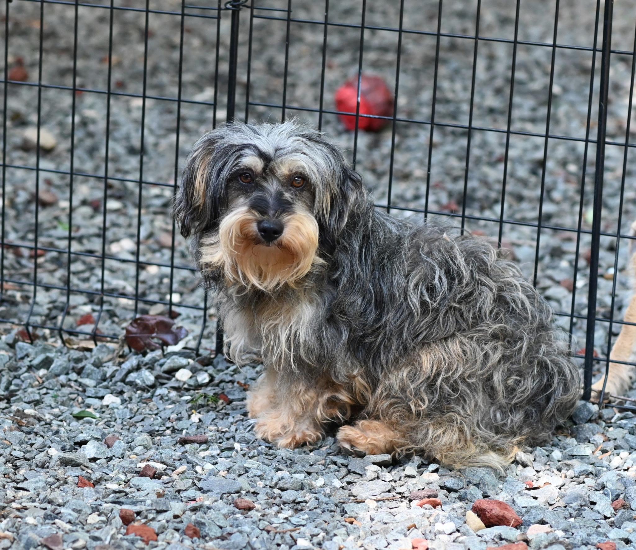 Echo, an adoptable Schnoodle in Winston Salem, NC, 27107 | Photo Image 6