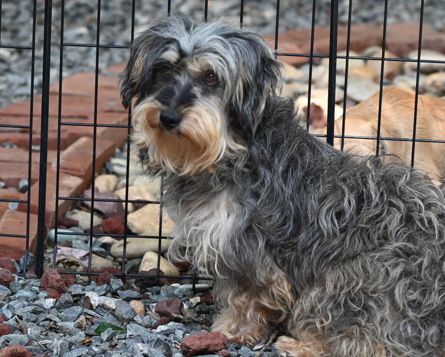 Echo, an adoptable Schnoodle in Winston Salem, NC, 27107 | Photo Image 5