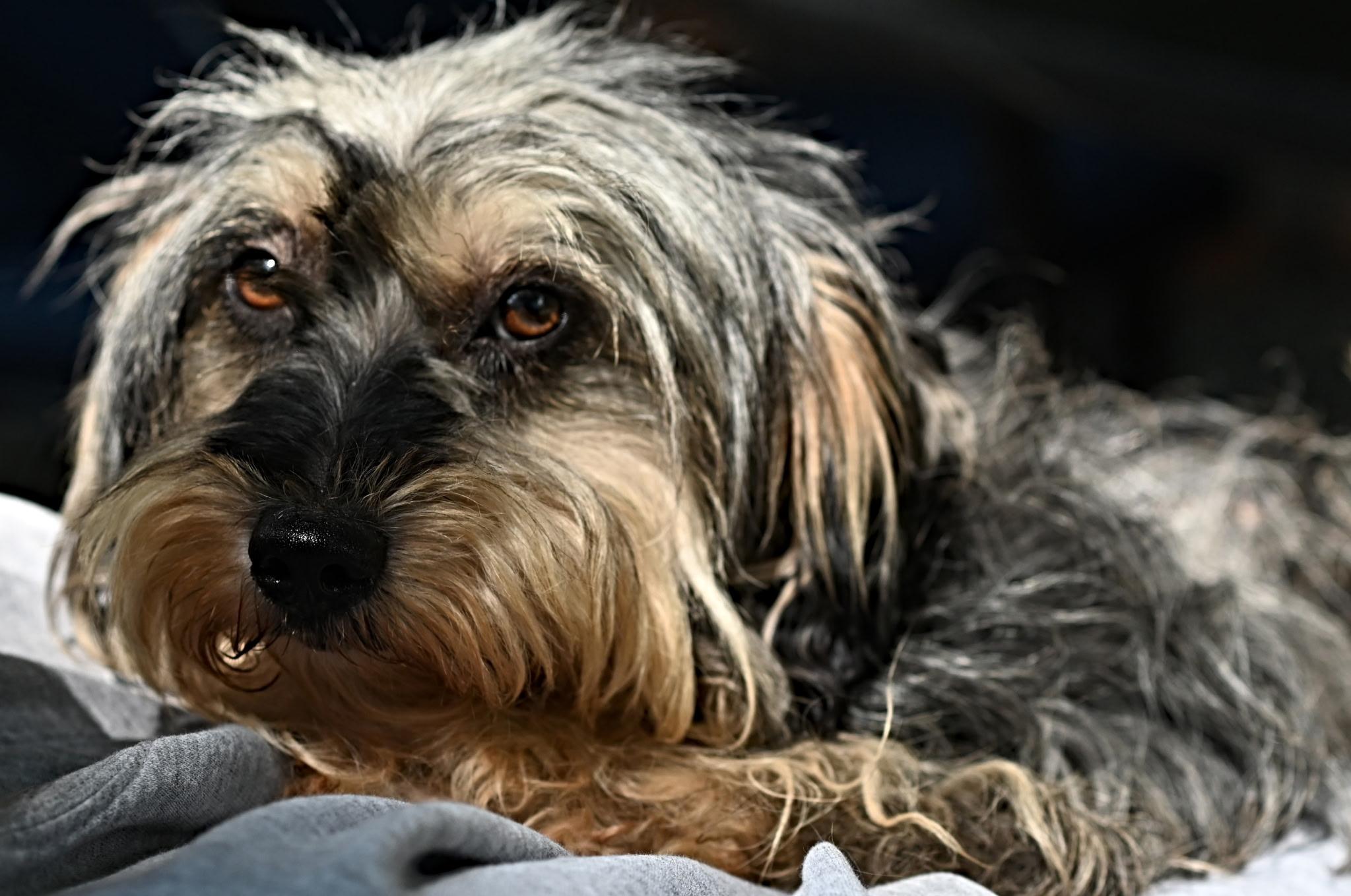 Echo, an adoptable Schnoodle in Winston Salem, NC, 27107 | Photo Image 4