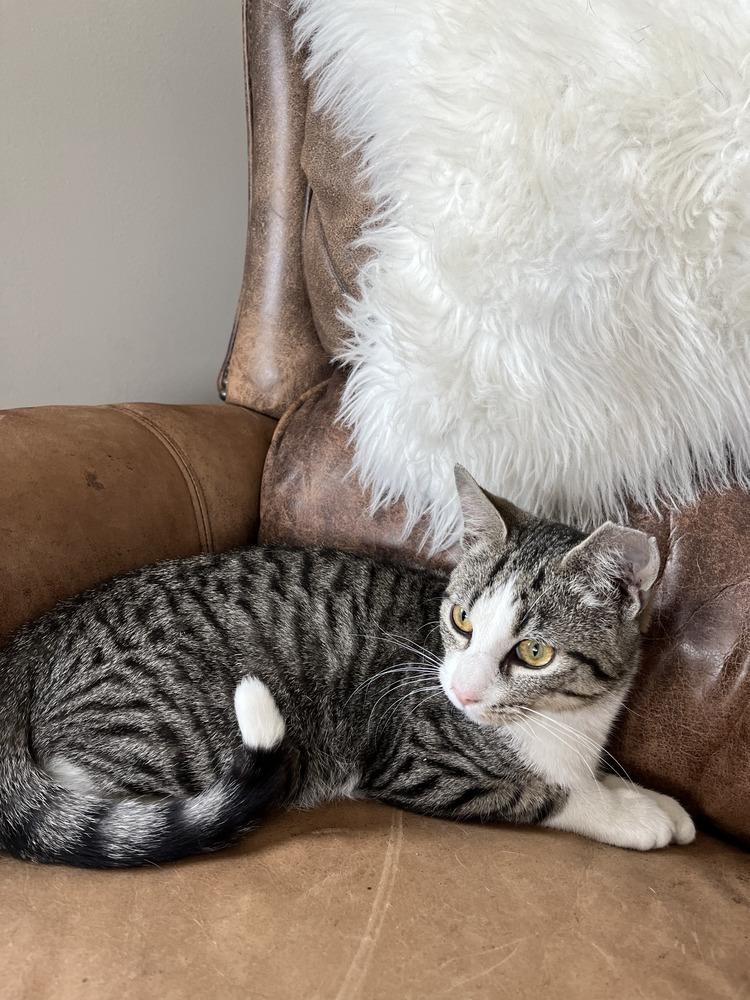 Jack Frost, Adoptable, Kitten Male Domestic Short Hair & Domestic Short Hair.