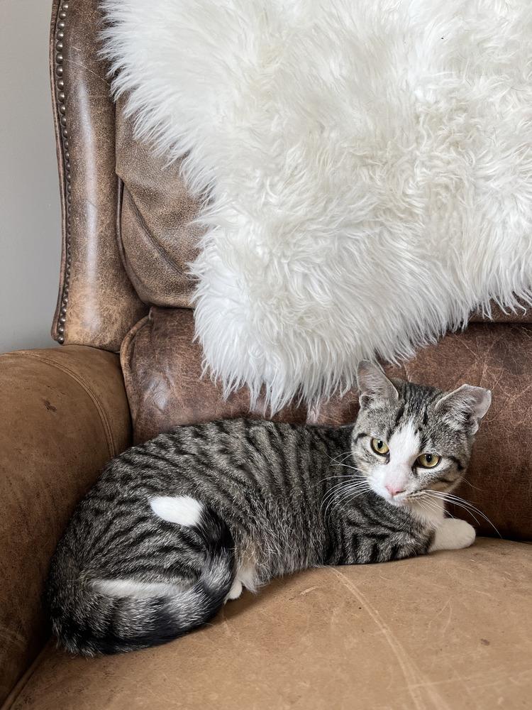 Enlarge Jack Frost, a Adoptable mixed breed in Akron, OH image 2/4