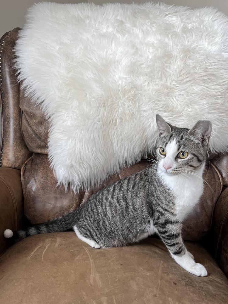 Enlarge Jack Frost, a Adoptable mixed breed in Akron, OH image 3/4