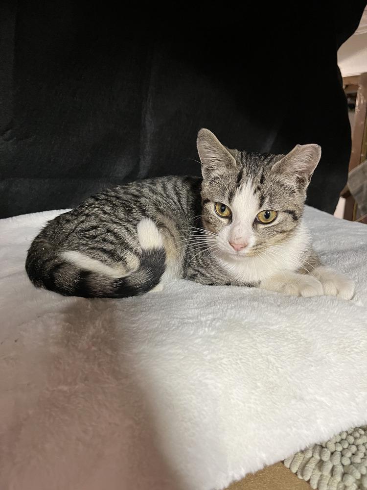 Enlarge Jack Frost, a Adoptable mixed breed in Akron, OH image 4/4