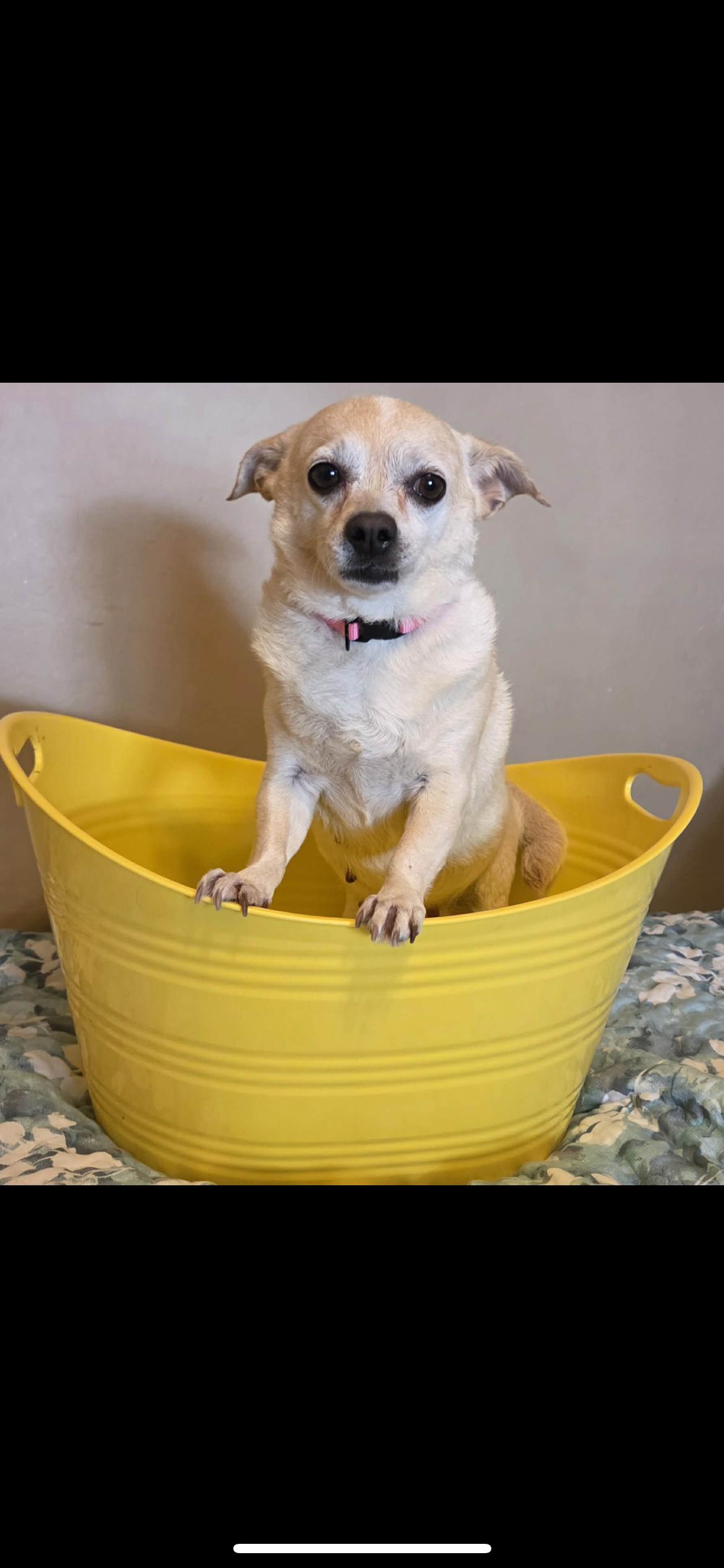 Enlarge Bonnie, an adopted mixed breed in Hamden, CT image 3/6
