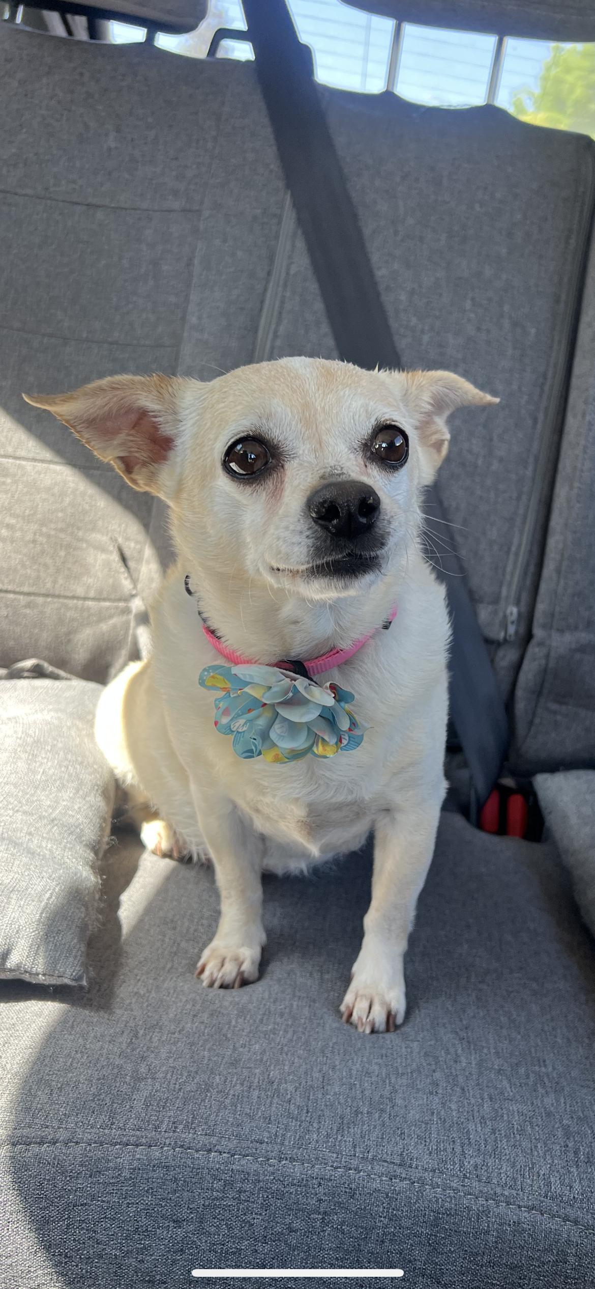 Enlarge Bonnie, an adopted mixed breed in Hamden, CT image 6/6