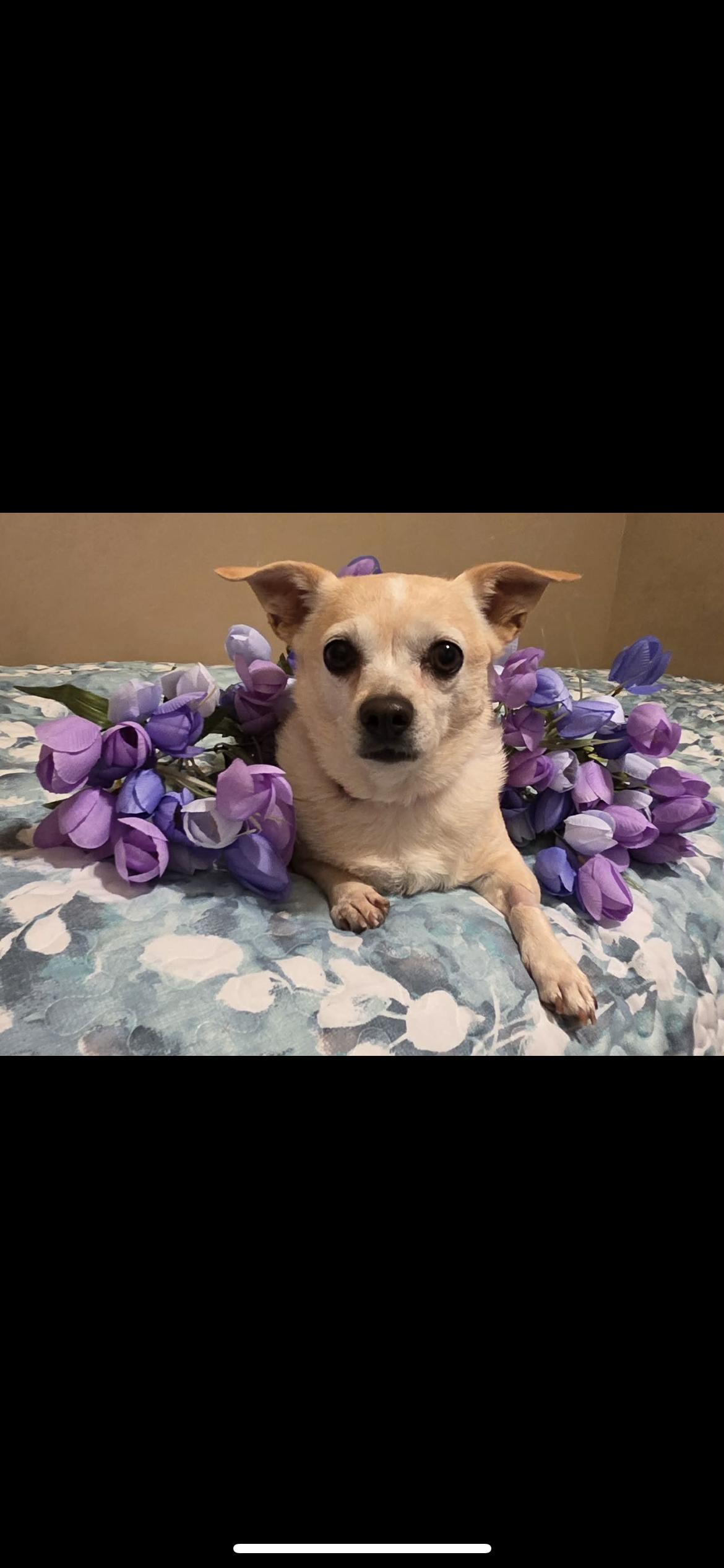 Enlarge Bonnie, an adopted mixed breed in Hamden, CT image 2/6