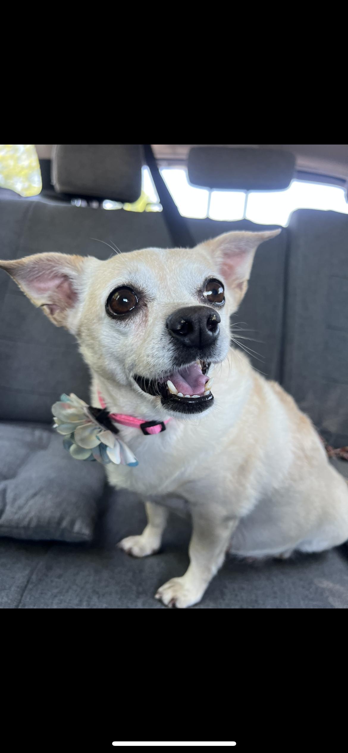 Enlarge Bonnie, an adopted mixed breed in Hamden, CT image 5/6