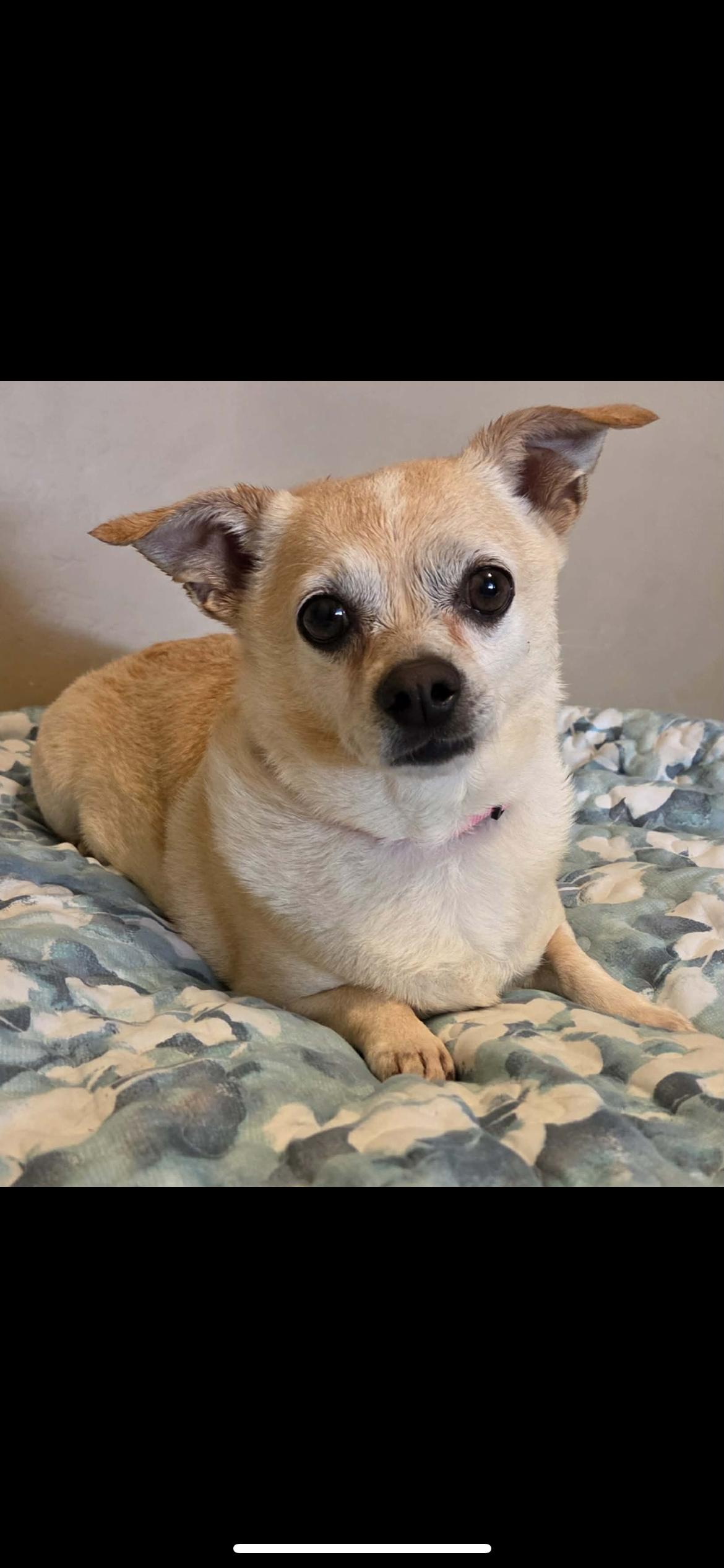 Enlarge Bonnie, an adopted mixed breed in Hamden, CT image 4/6