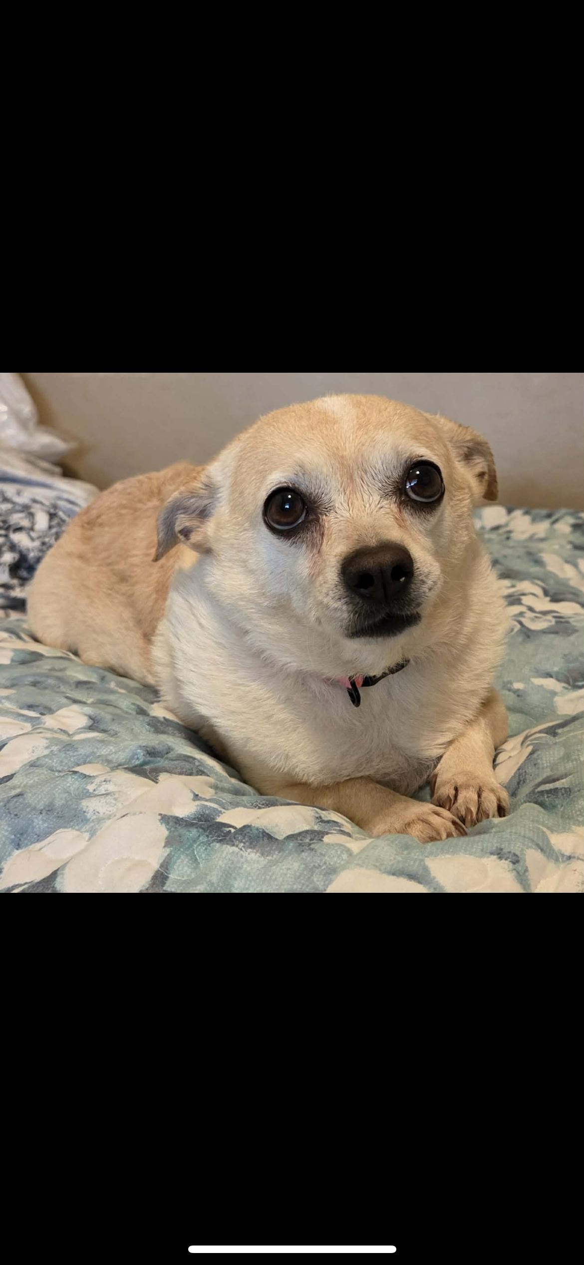 Bonnie, adopted, Adult Female Chihuahua & Terrier.