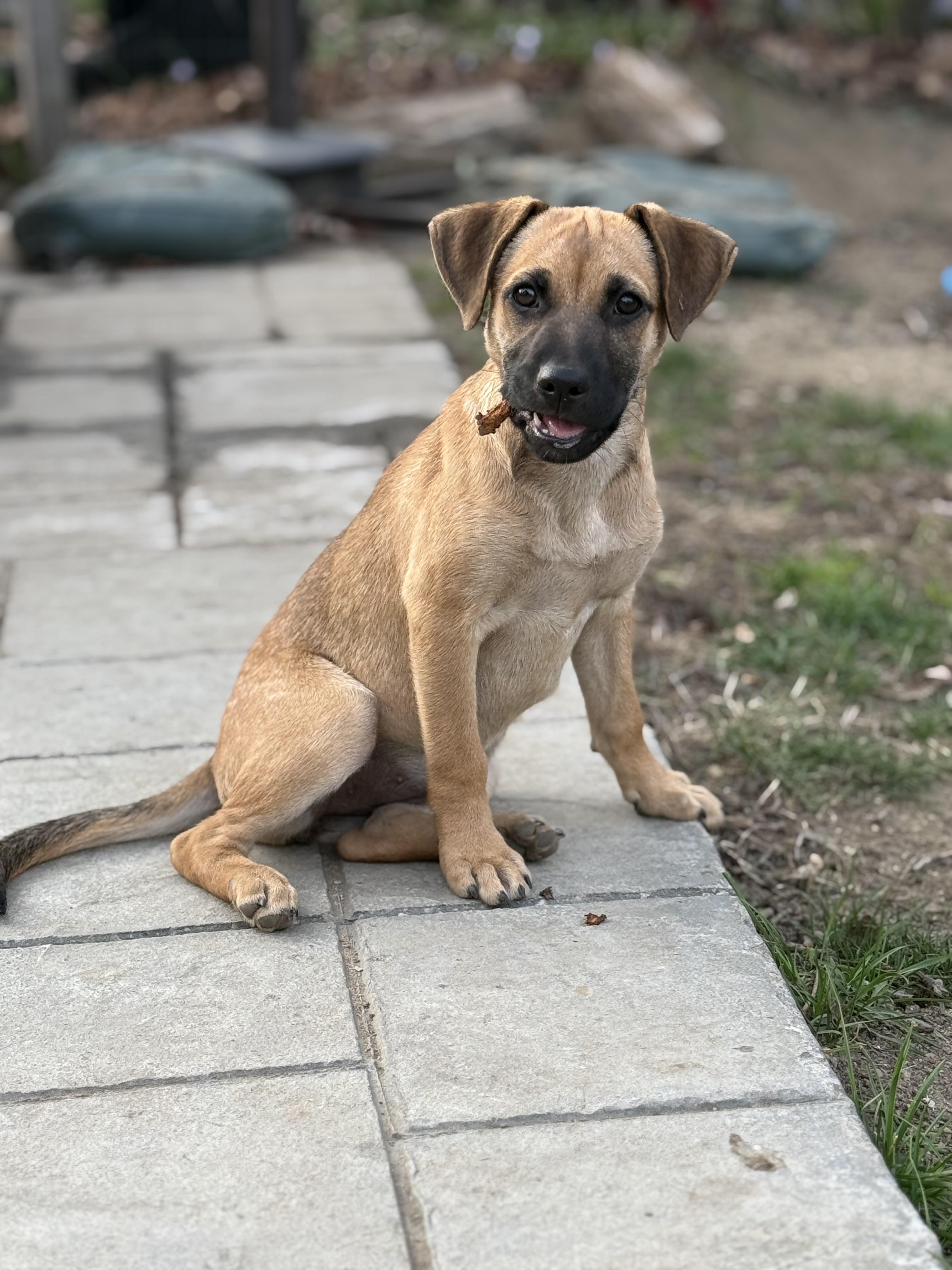 Enlarge Ivy, a ADOPTABLE mixed breed in Adams, MA image 3/5