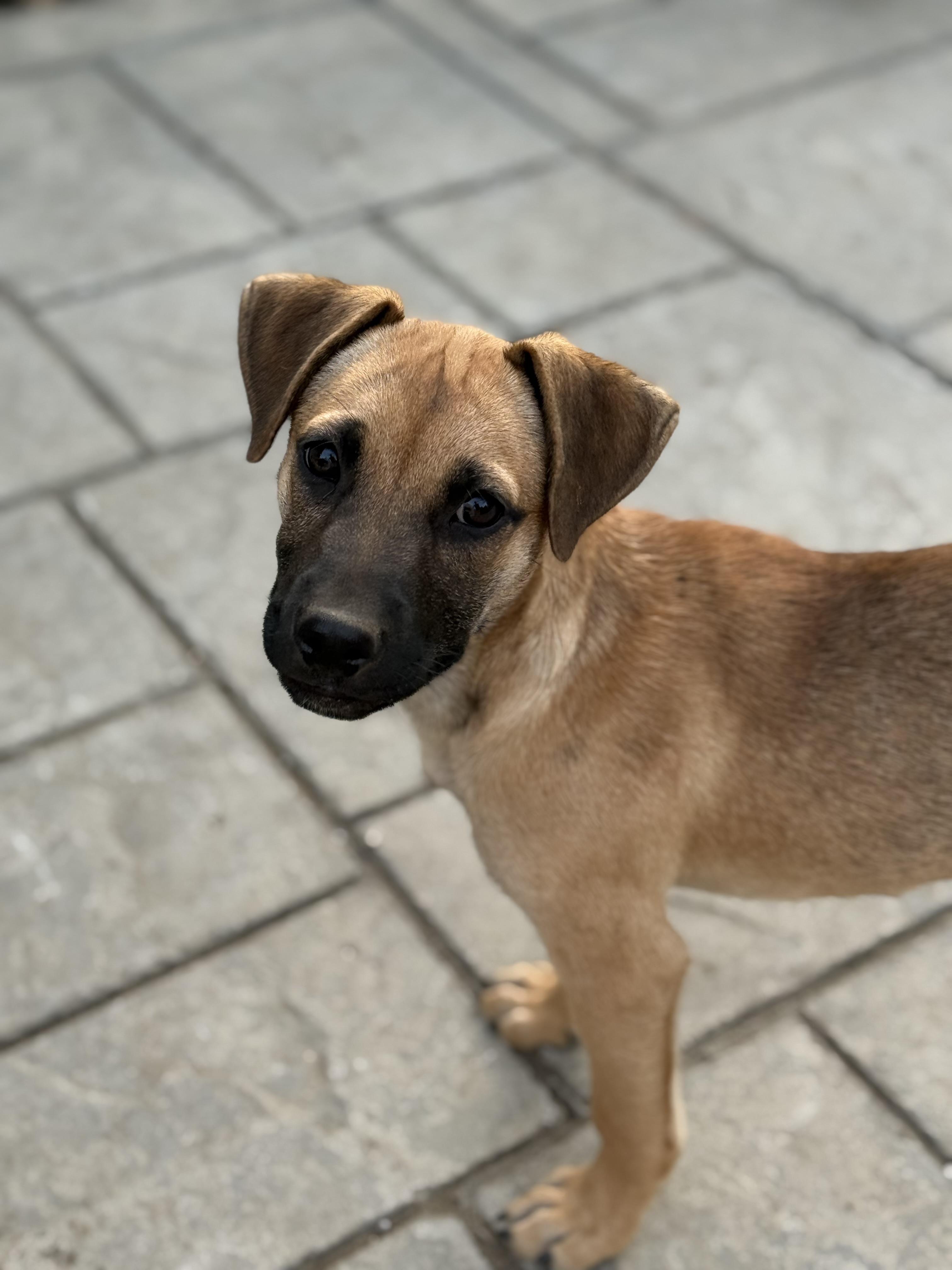 Enlarge Ivy, a ADOPTABLE mixed breed in Adams, MA image 2/5