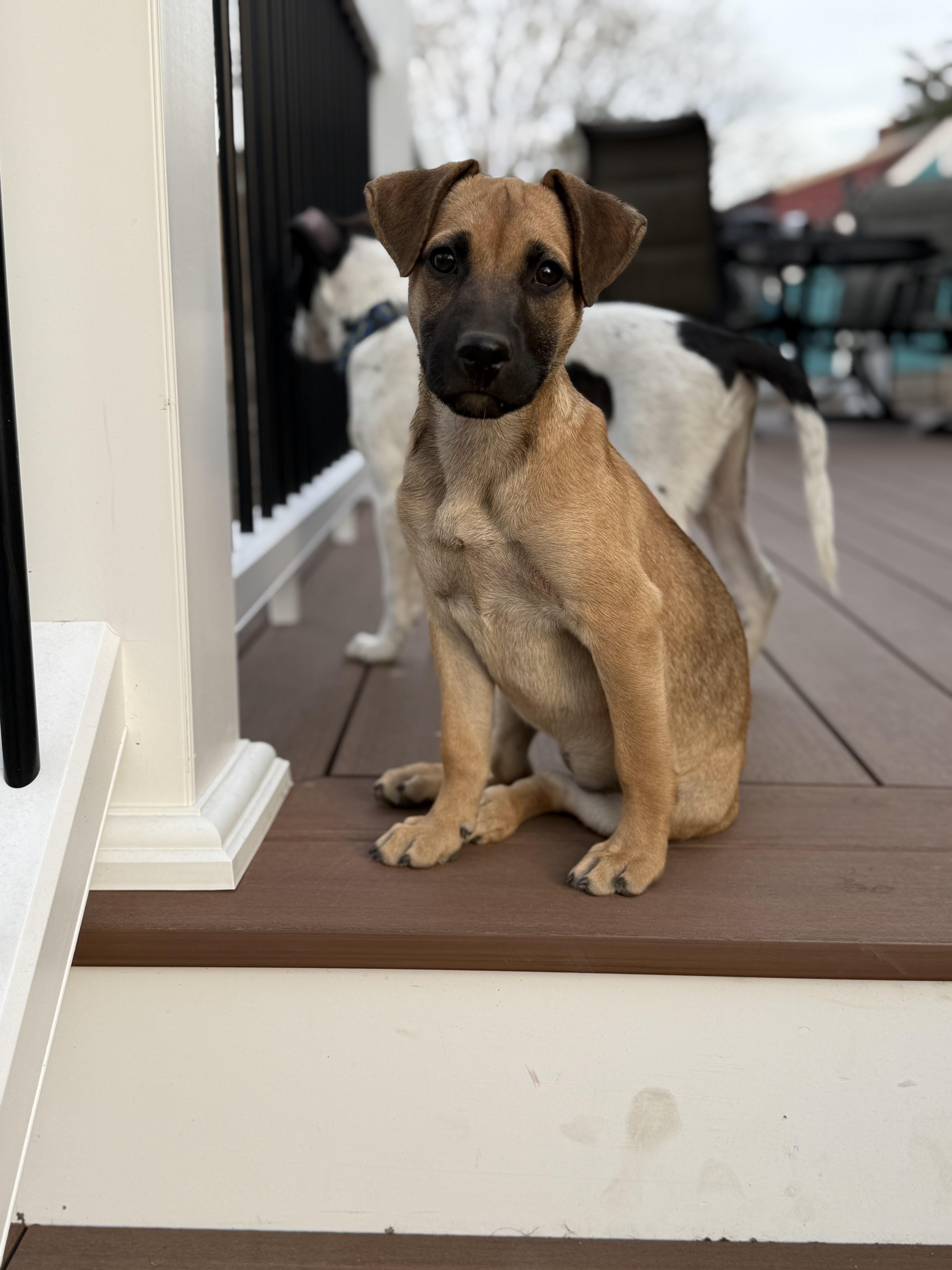 Ivy, ADOPTABLE, Young Female Mixed Breed.