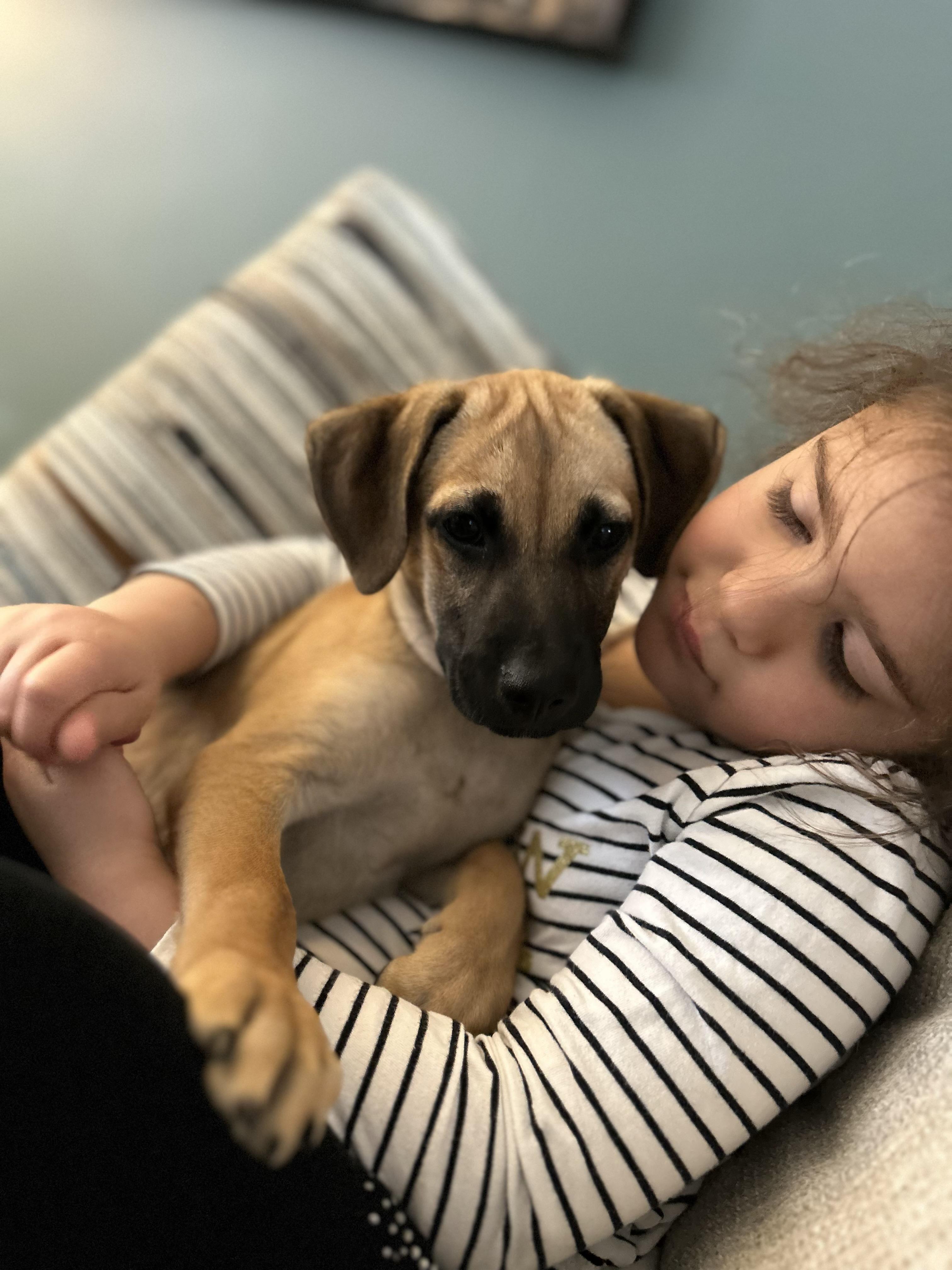 Enlarge Ivy, a ADOPTABLE mixed breed in Adams, MA image 4/5