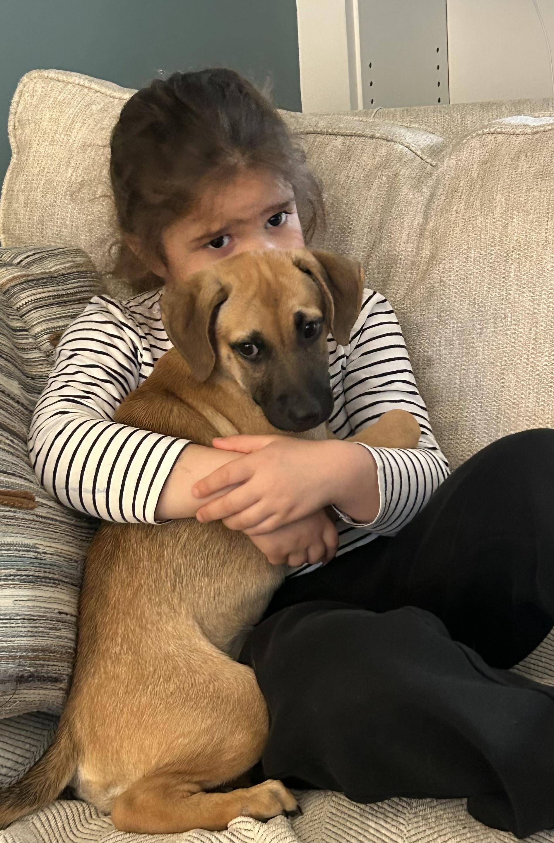 Enlarge Ivy, a ADOPTABLE mixed breed in Adams, MA image 5/5