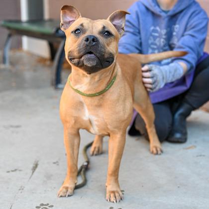Enlarge Beach Wave, a Adoptable Mixed Breed in Chamblee, GA image 1/3