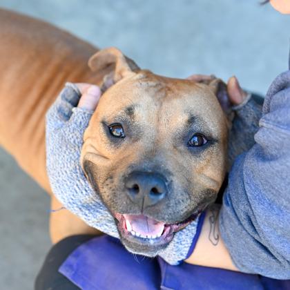 Enlarge Beach Wave, a Adoptable Mixed Breed in Chamblee, GA image 2/3