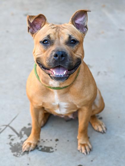 Enlarge Beach Wave, a Adoptable Mixed Breed in Chamblee, GA image 3/3