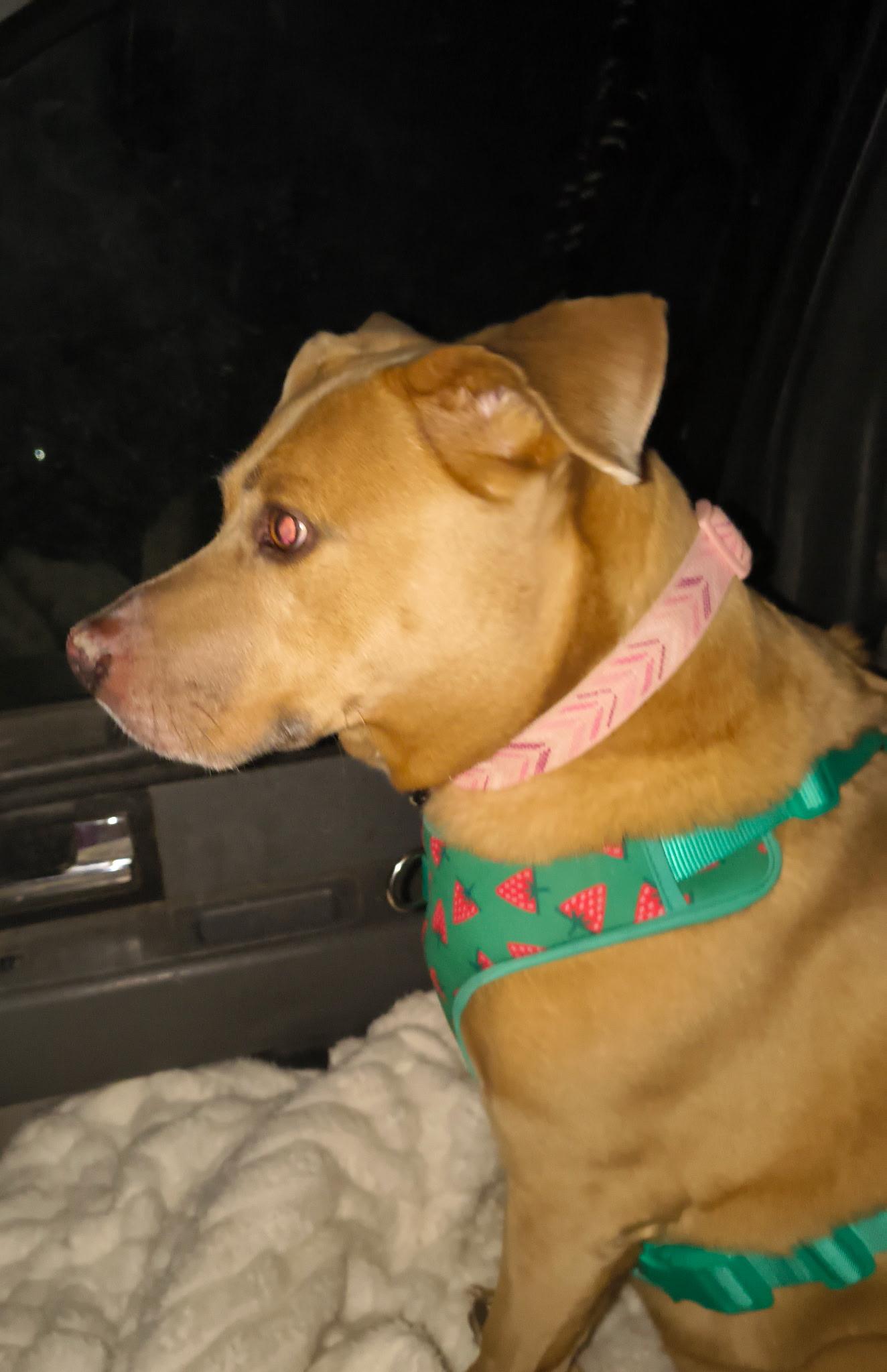 Enlarge Ellie, a ADOPTABLE mixed breed in Henderson, NV image 3/3