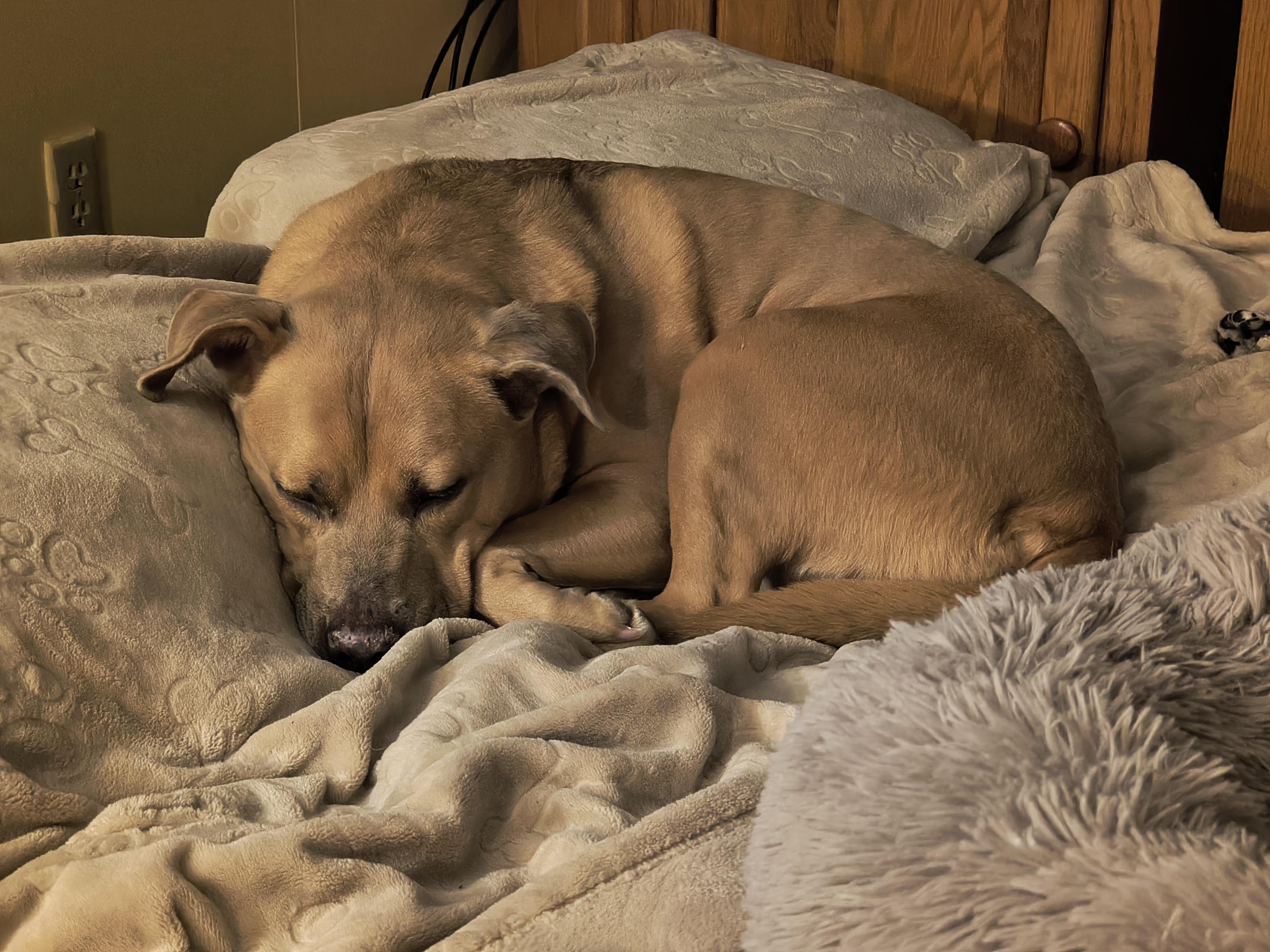 Enlarge Ellie, a ADOPTABLE mixed breed in Henderson, NV image 2/3