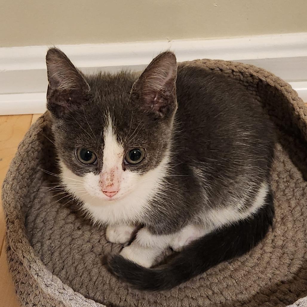 Cinder — thumbnail 2