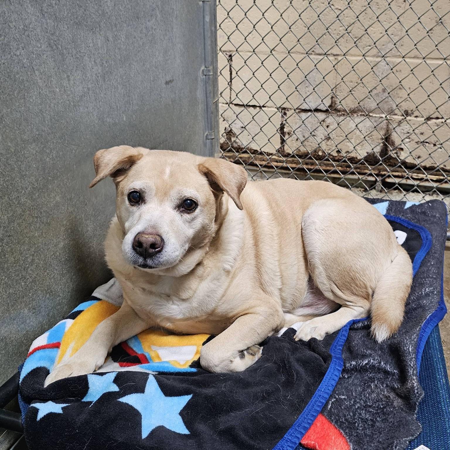 Buddy, adopted, Senior Male Labrador Retriever.