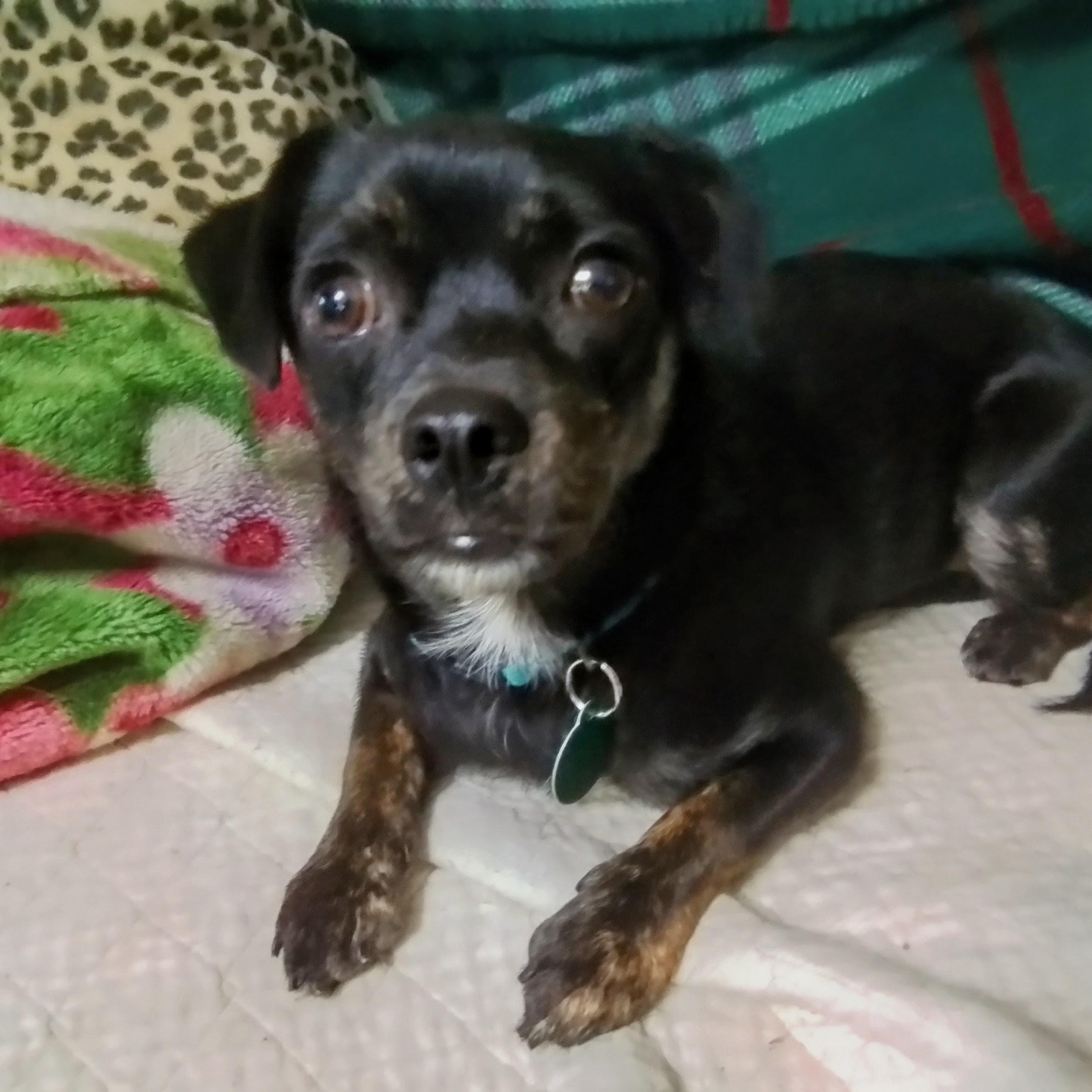 Pollen, a Adoptable mixed breed in Marysville, WA image 1/4