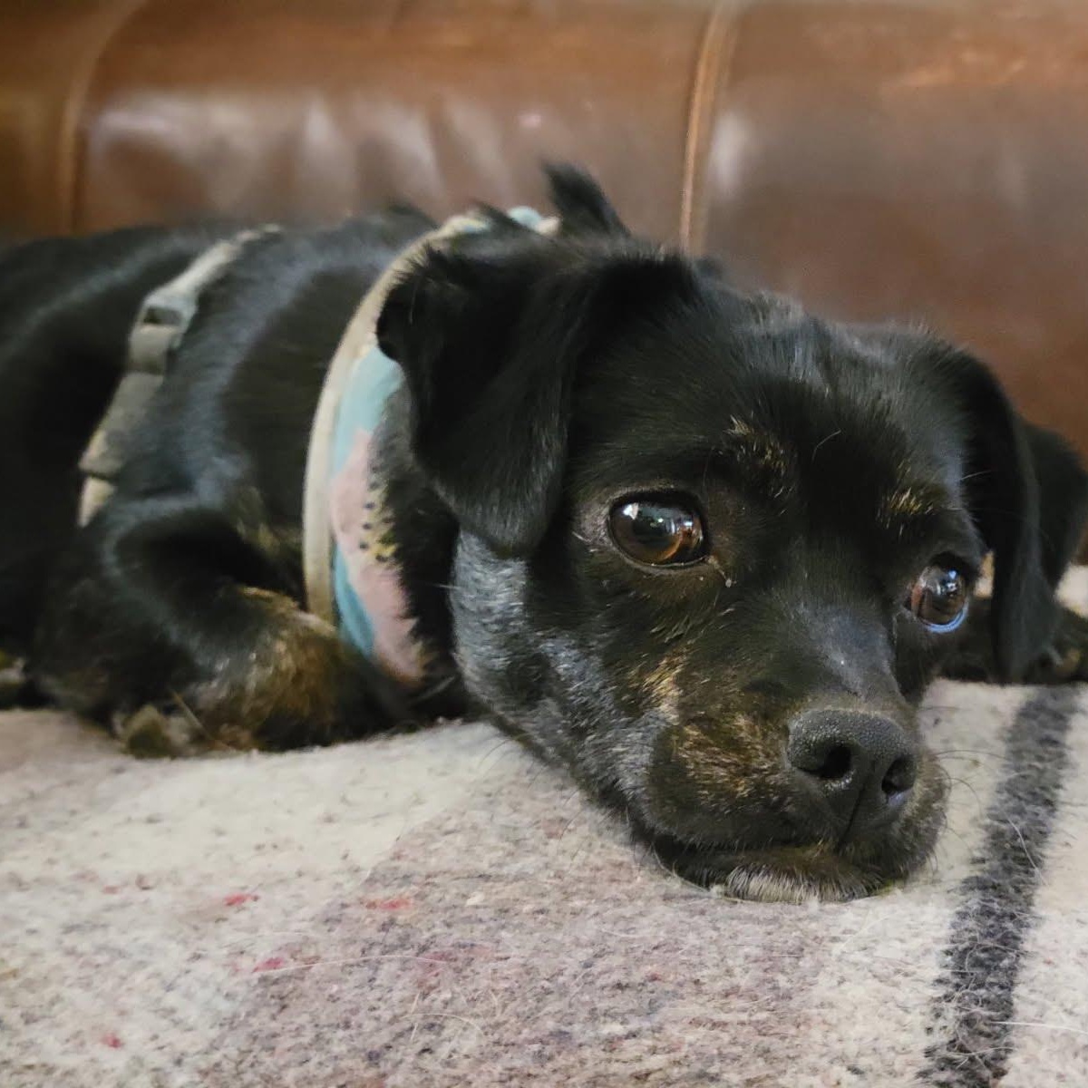 Pollen, a Adoptable mixed breed in Marysville, WA image 3/4