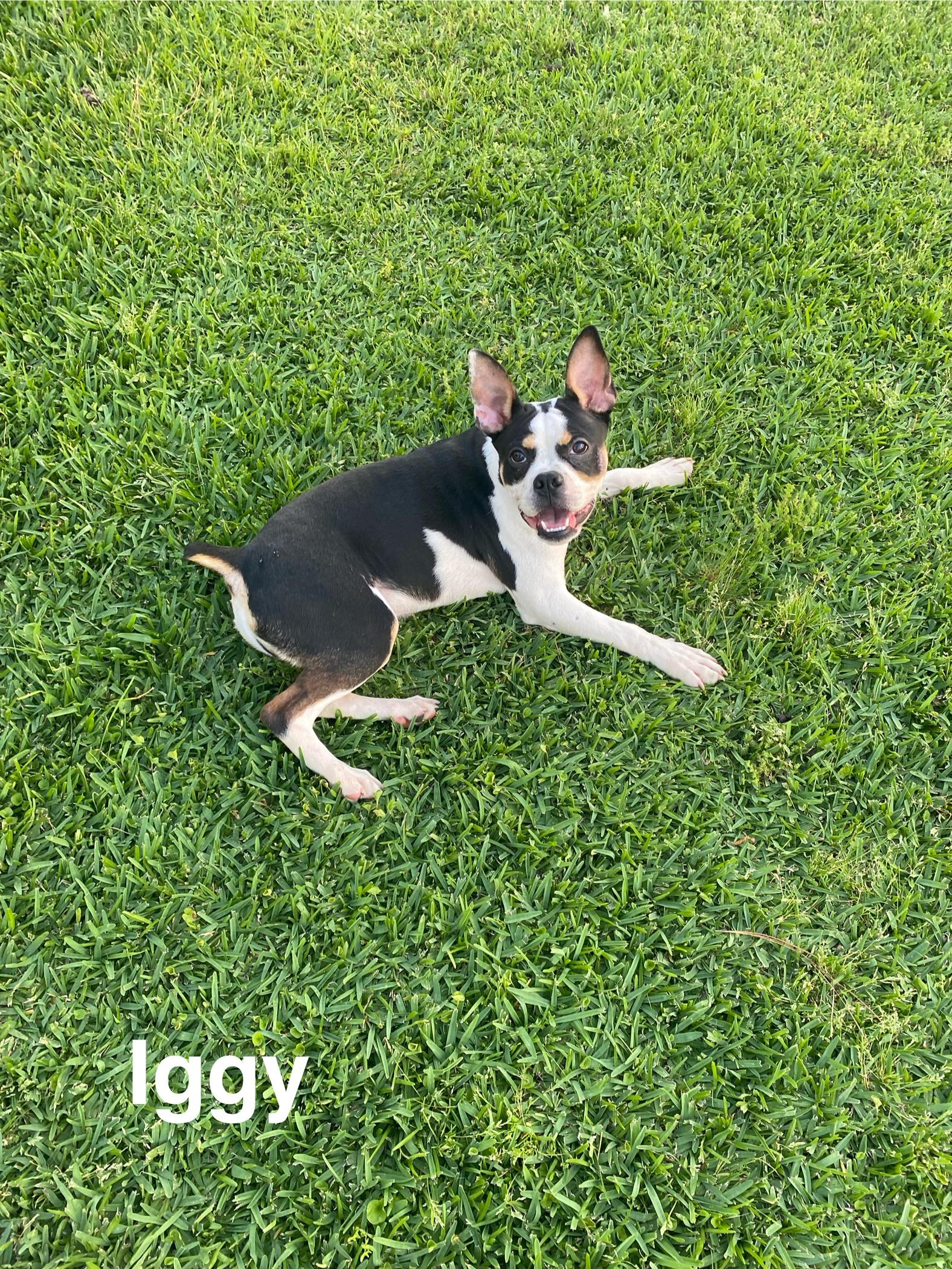 Enlarge Iggy, a Adoptable Boston Terrier in Smithfield, RI image 4/5