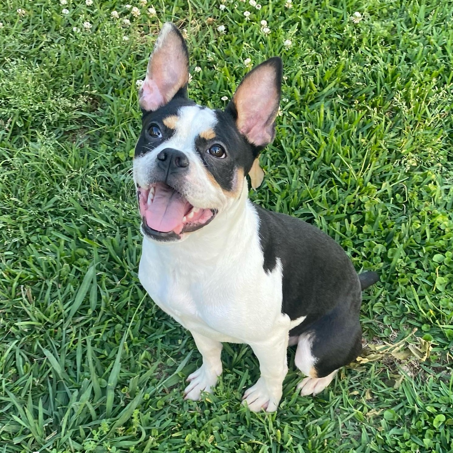 Iggy, Adoptable, Puppy Male Boston Terrier.