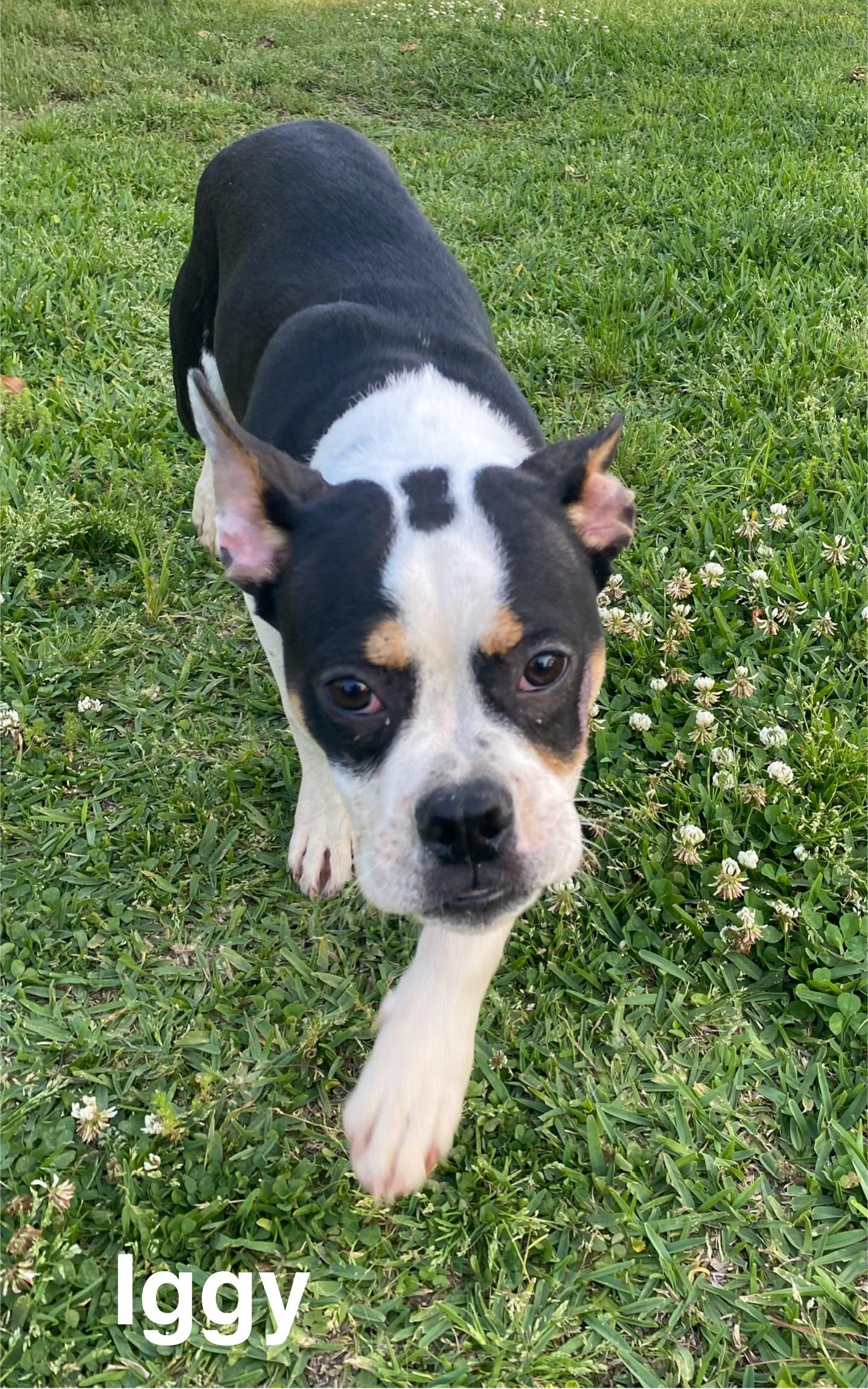 Enlarge Iggy, a Adoptable Boston Terrier in Smithfield, RI image 3/5