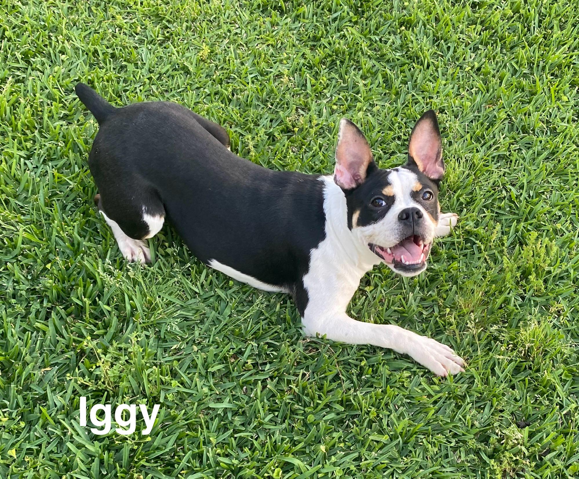 Enlarge Iggy, a Adoptable Boston Terrier in Smithfield, RI image 2/5