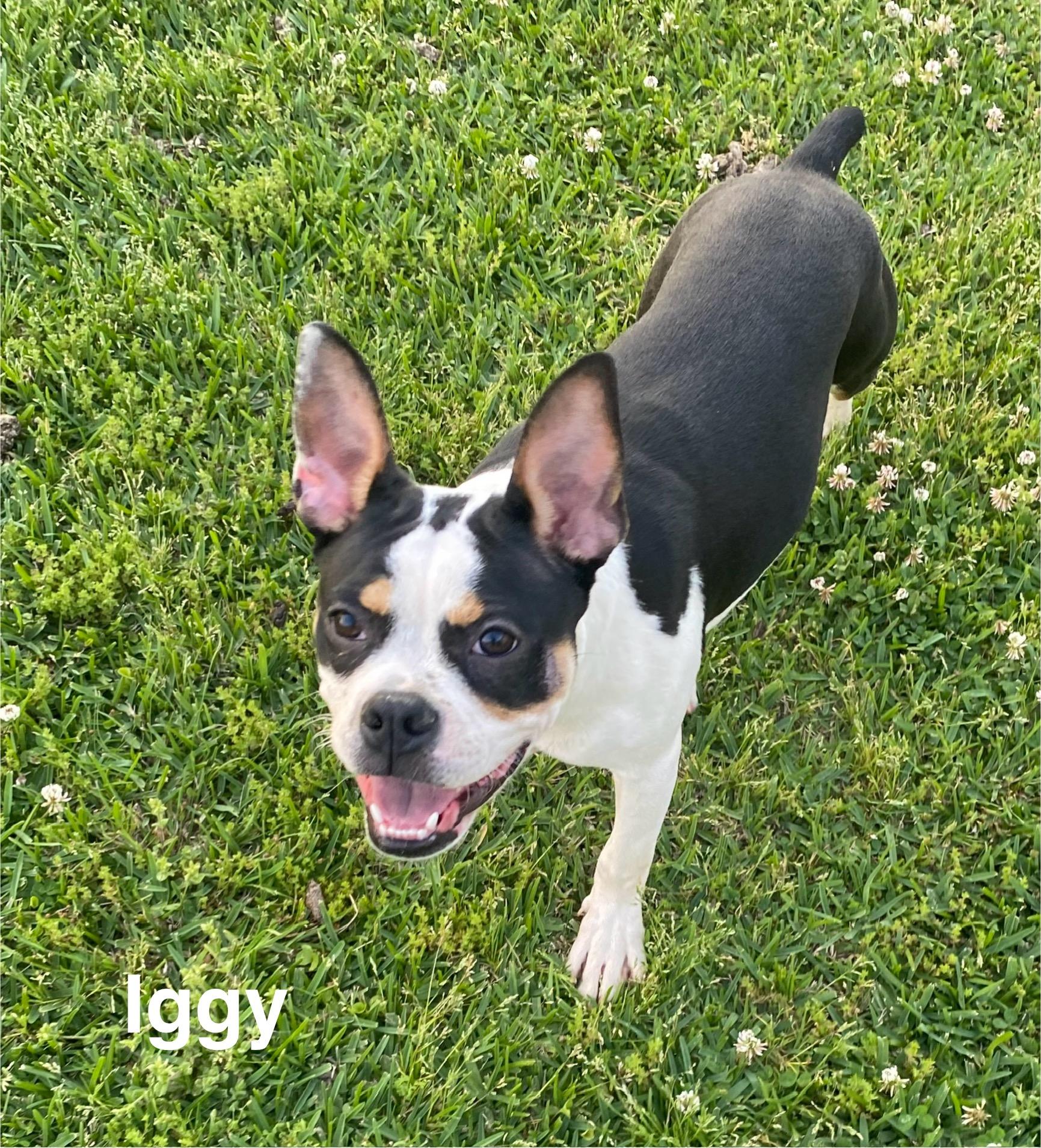 Enlarge Iggy, a Adoptable Boston Terrier in Smithfield, RI image 5/5