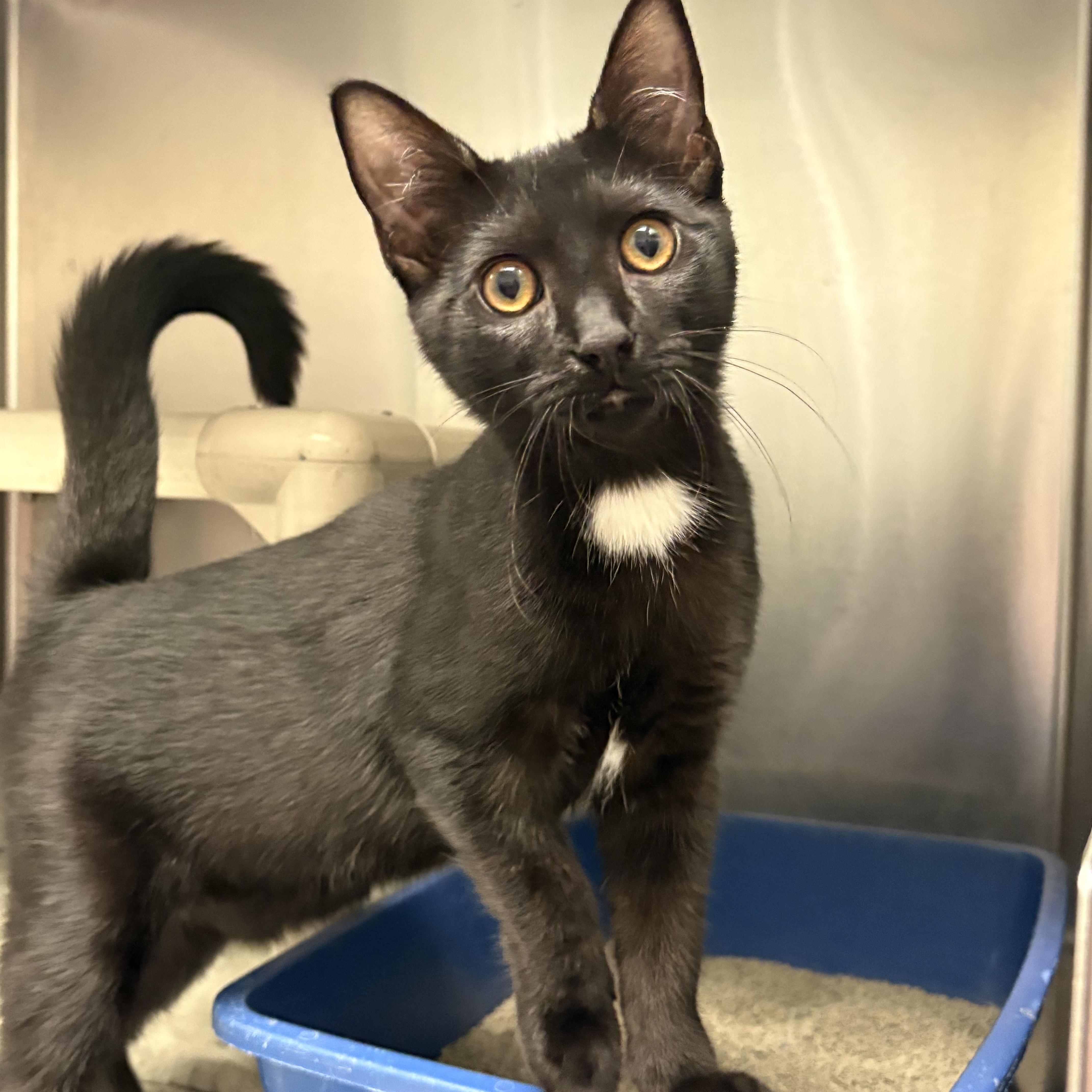 Amber, Adopted, Kitten Female Domestic Short Hair.