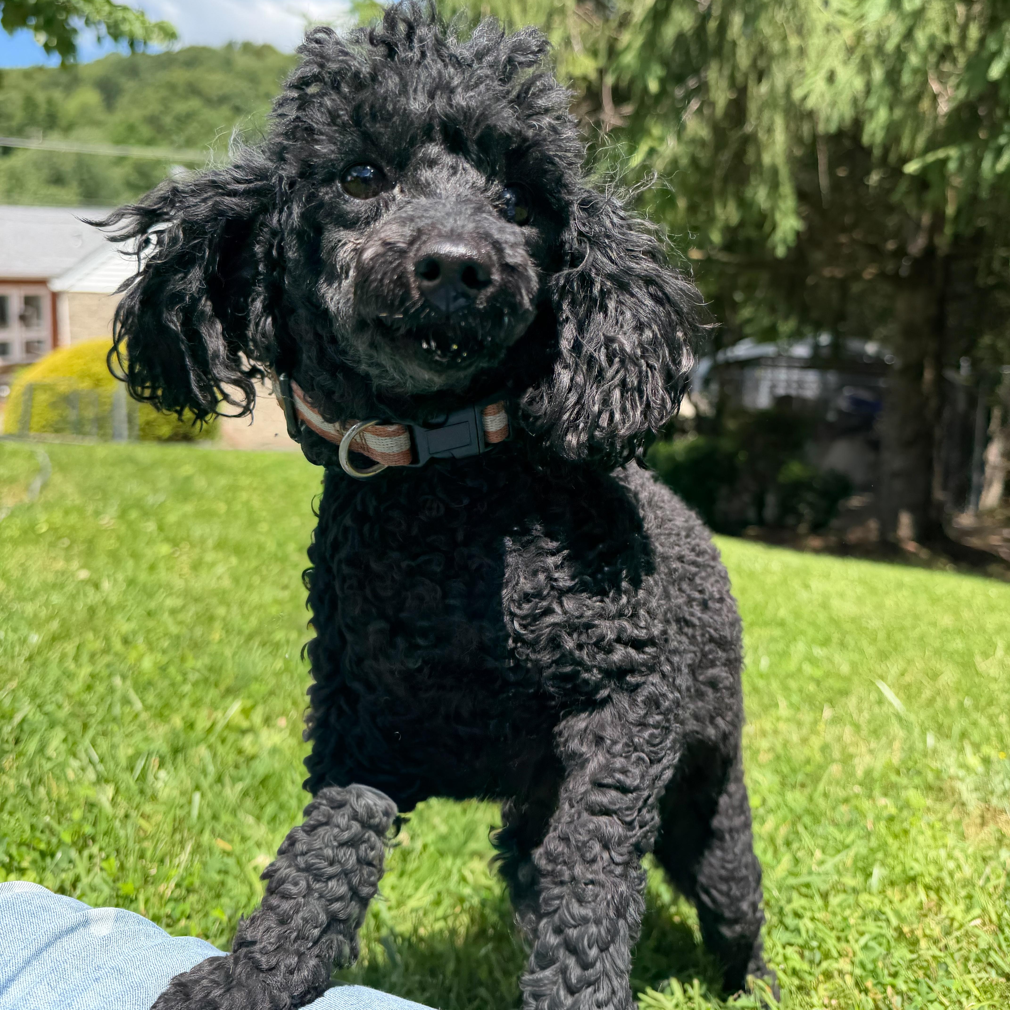 Tiana, adopted, Young Female Poodle.