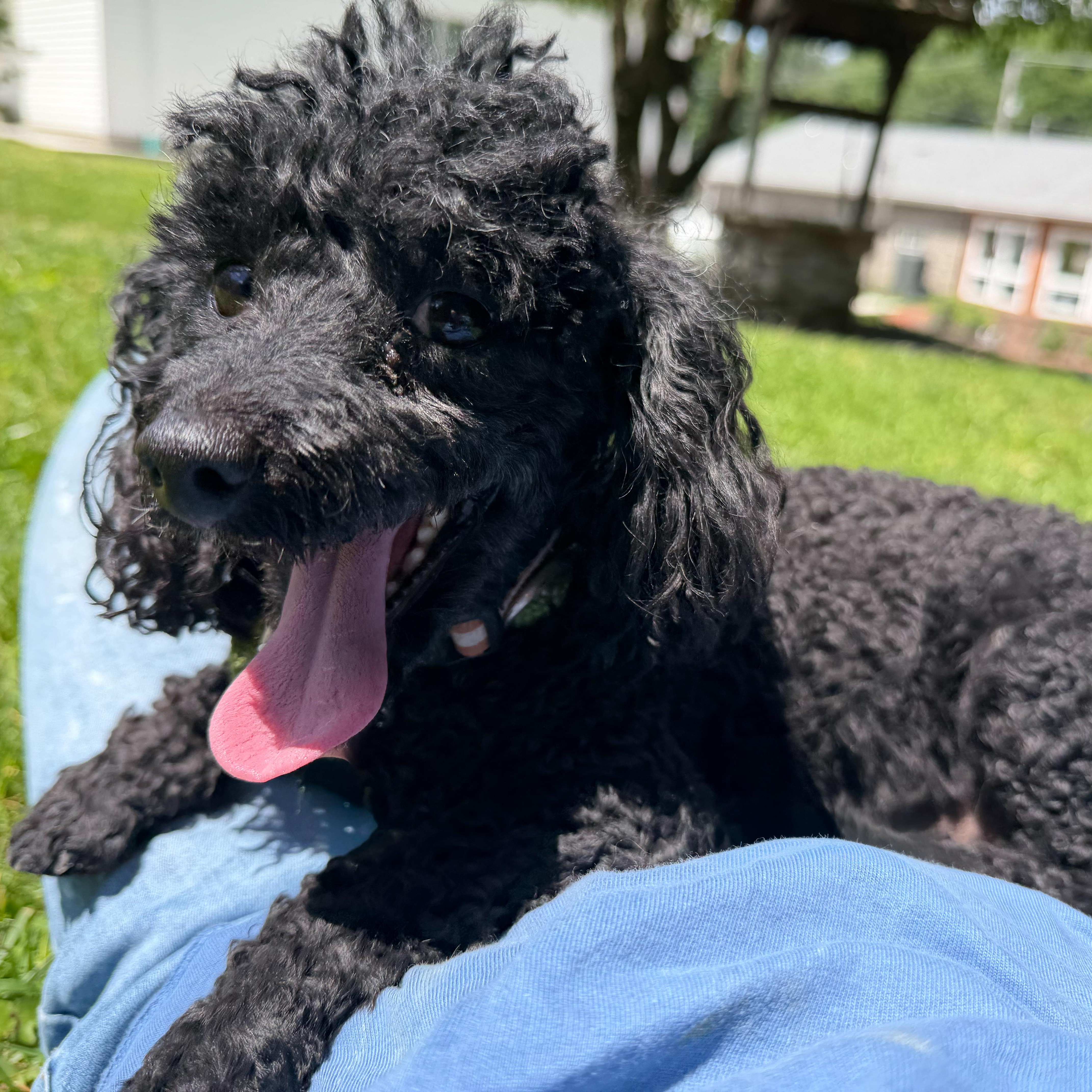 Tiana, an adopted mixed breed in Latrobe, PA image 2/3