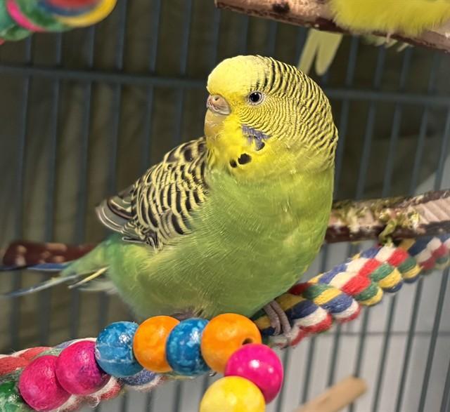 Enlarge FERN, a Adoptable Parakeet (Other) in Dedham, MA image 1/1