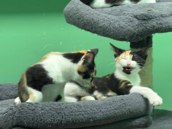 Apple, a Adopted Calico in Stone Mountain, GA image 1/3