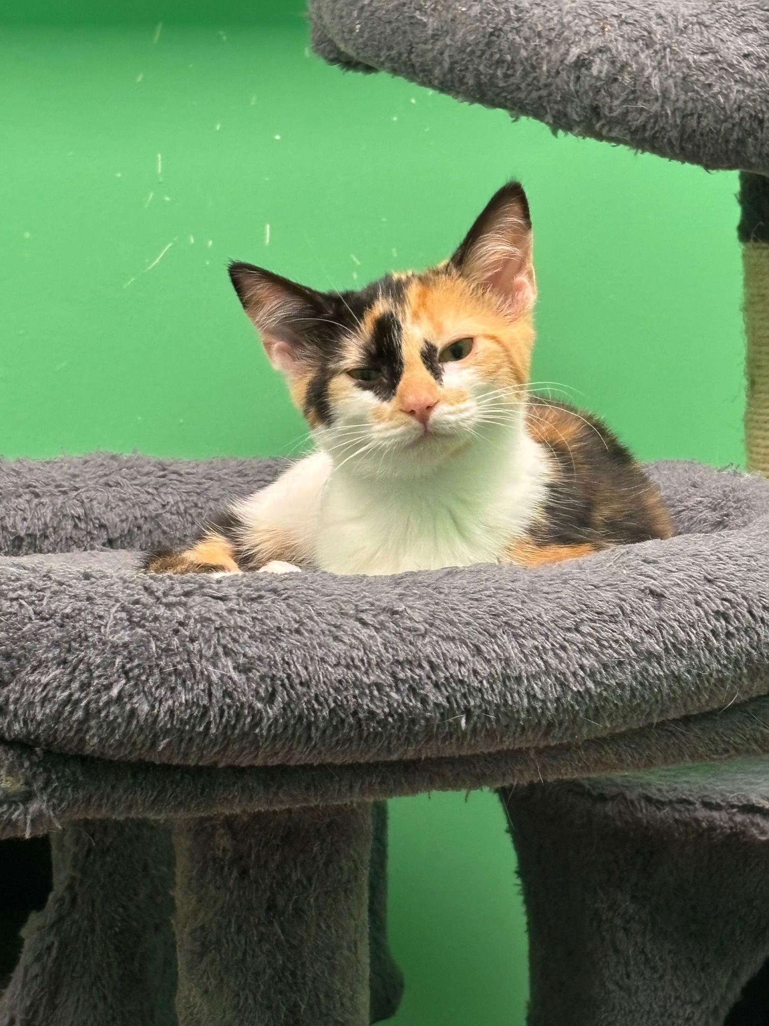 Apple, a Adopted Calico in Stone Mountain, GA image 2/3