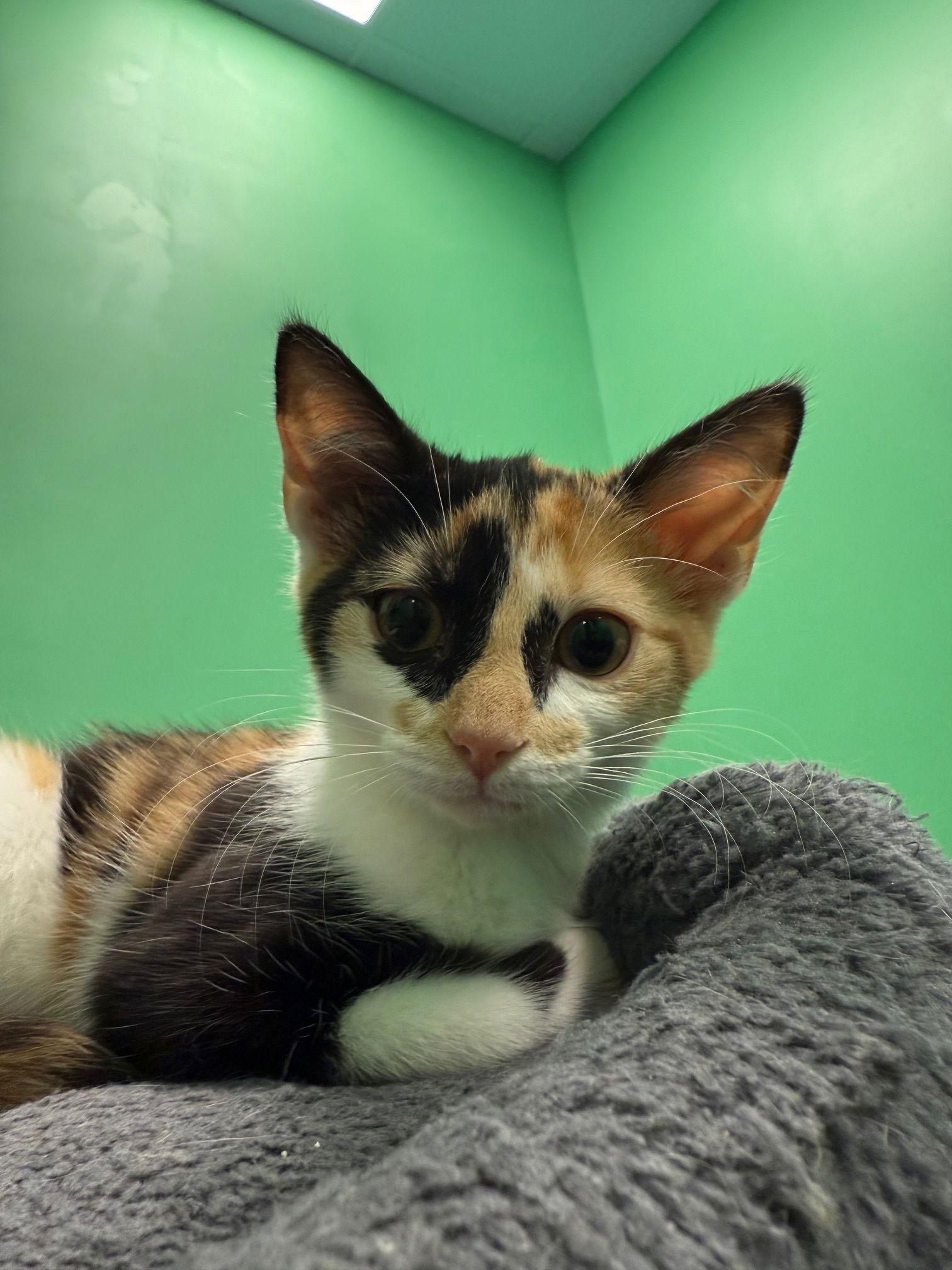 Apple, a Adopted Calico in Stone Mountain, GA image 3/3