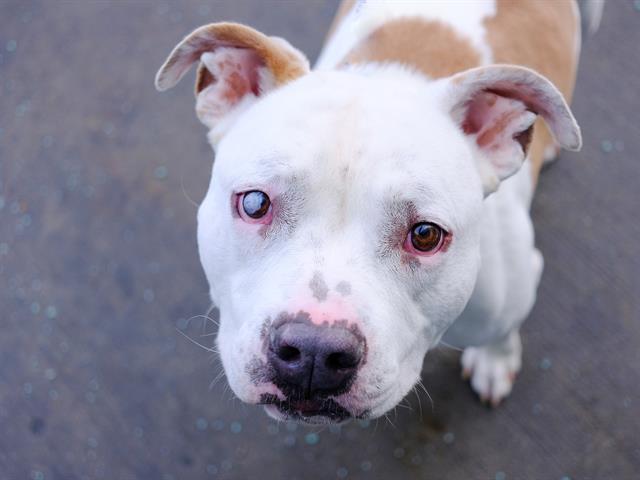 Gracie, Adopted, Adult Female Staffordshire Bull Terrier & Pit Bull Terrier.