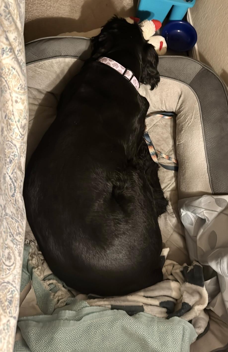 Enlarge Freya, a Adoptable Giant Schnauzer in Dallas, TX image 5/5