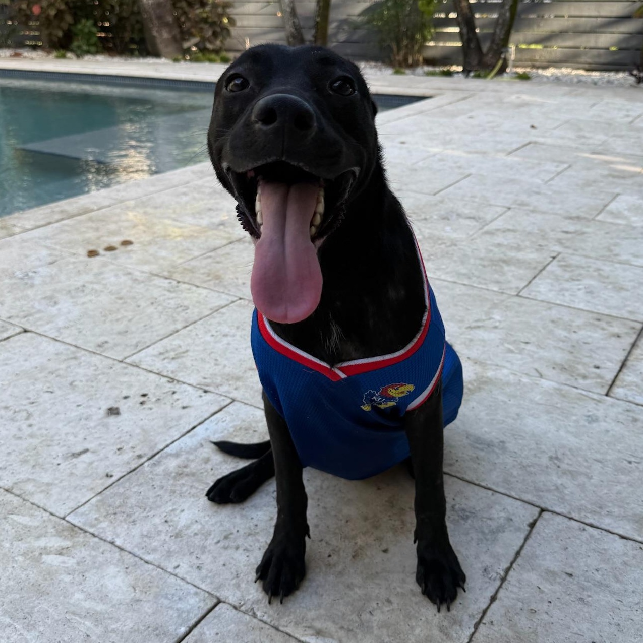 Beckham, an adoptable Labrador Retriever, Pit Bull Terrier in Key West, FL, 33040 | Photo Image 4