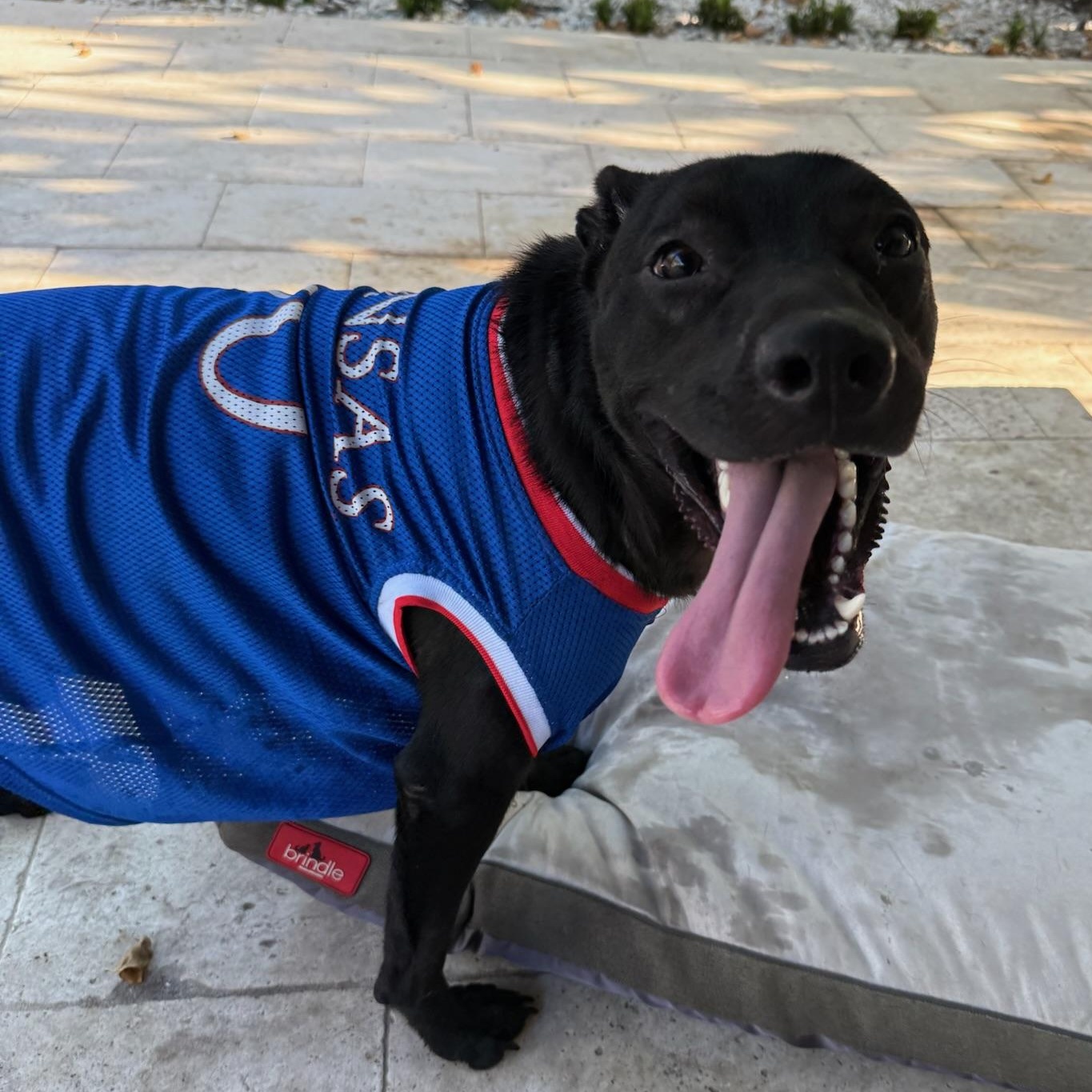 Beckham, an adoptable Labrador Retriever, Pit Bull Terrier in Key West, FL, 33040 | Photo Image 1