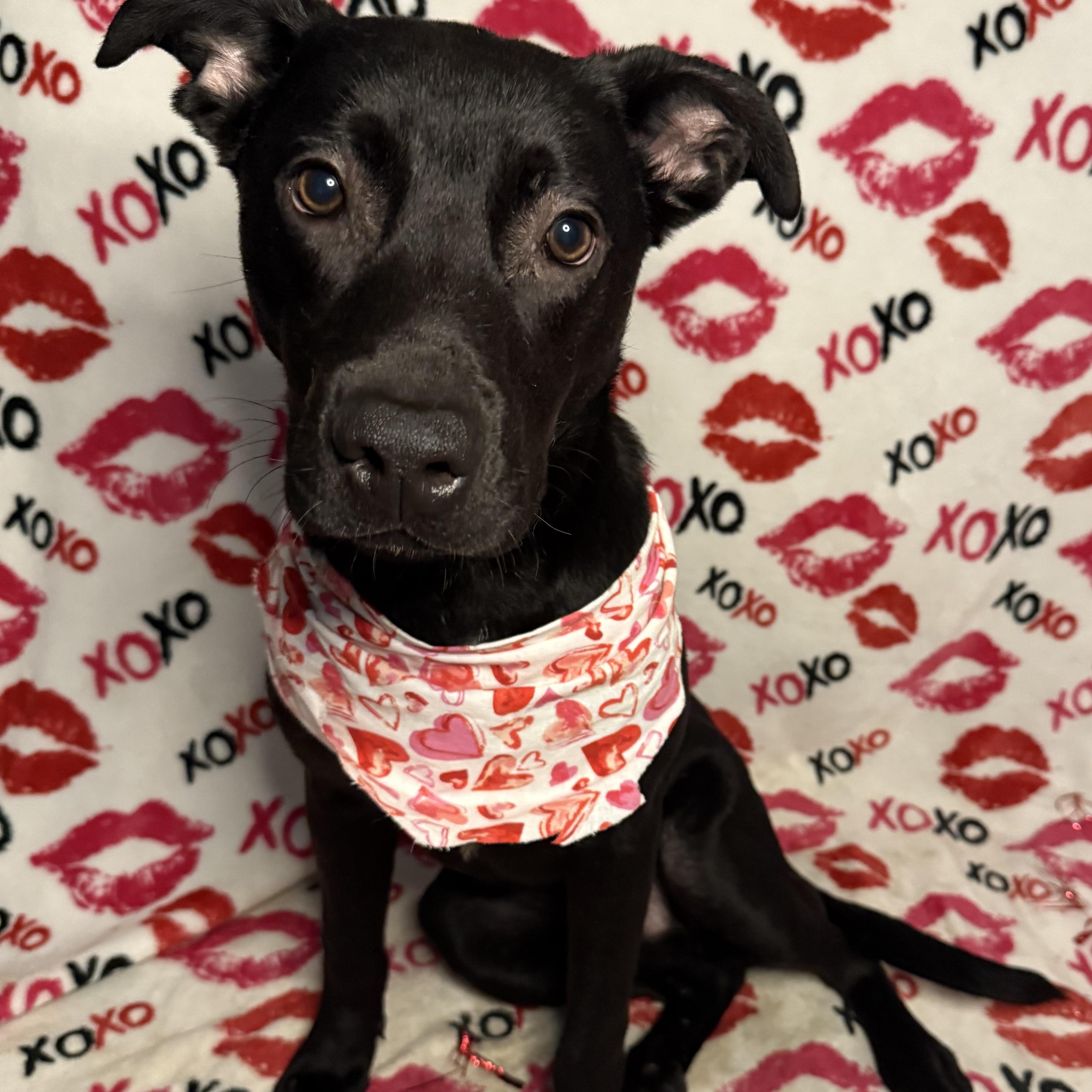 Beckham, an adoptable Labrador Retriever, Pit Bull Terrier in Key West, FL, 33040 | Photo Image 5