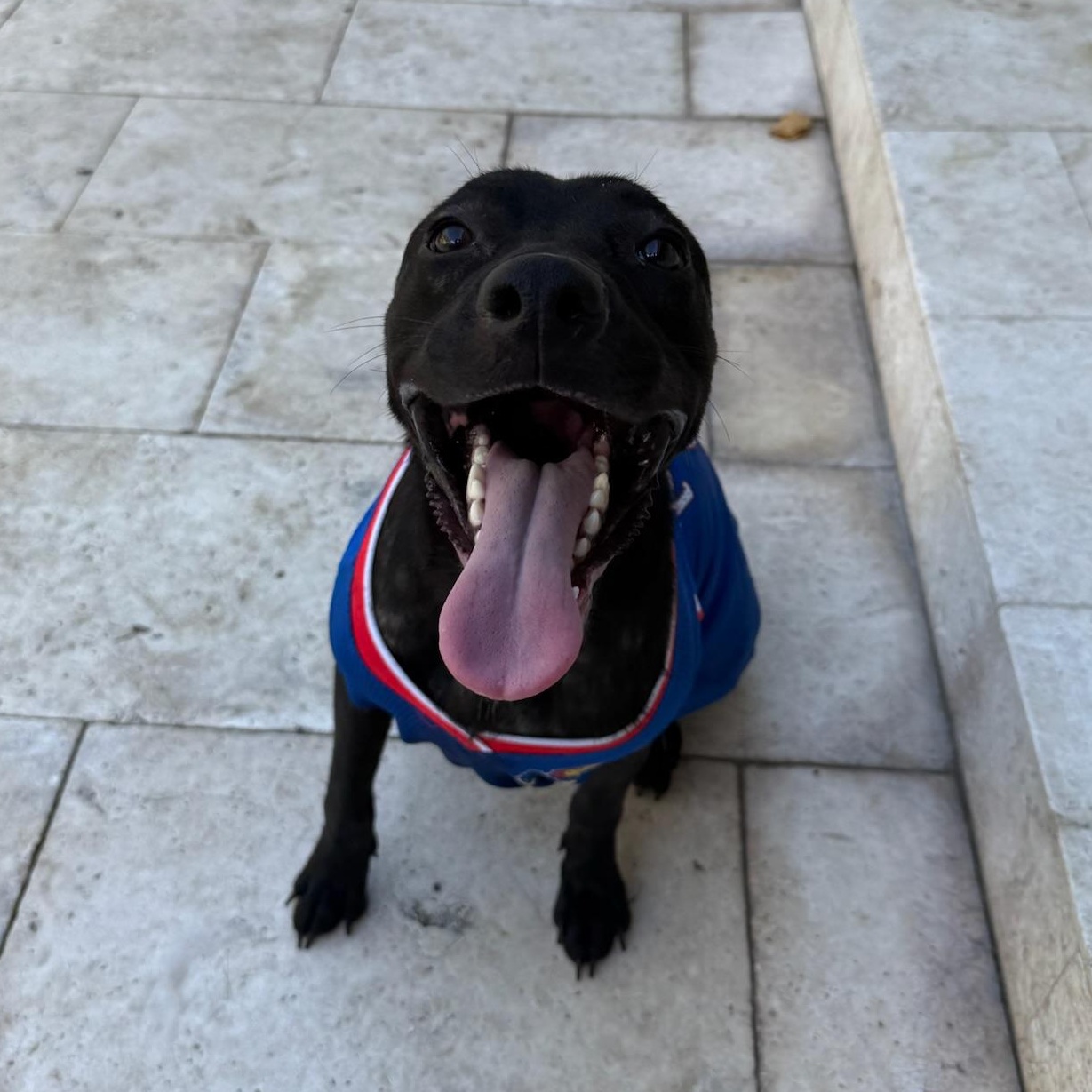 Beckham, an adoptable Labrador Retriever, Pit Bull Terrier in Key West, FL, 33040 | Photo Image 3