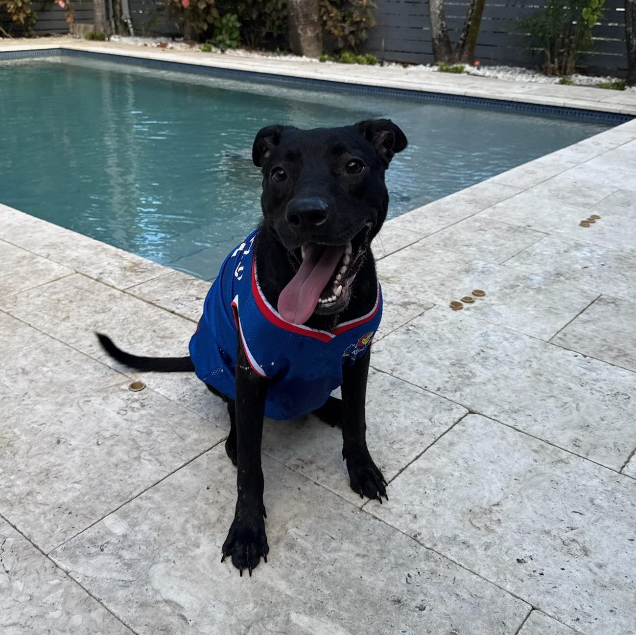 Beckham, an adoptable Labrador Retriever, Pit Bull Terrier in Key West, FL, 33040 | Photo Image 2