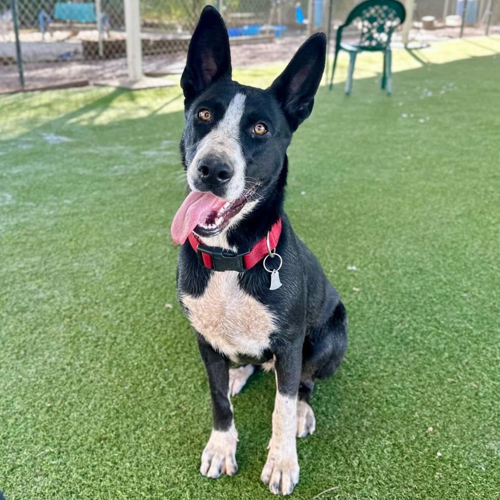 Enlarge Ileane, a Adoptable mixed breed in Riverside, CA image 2/6